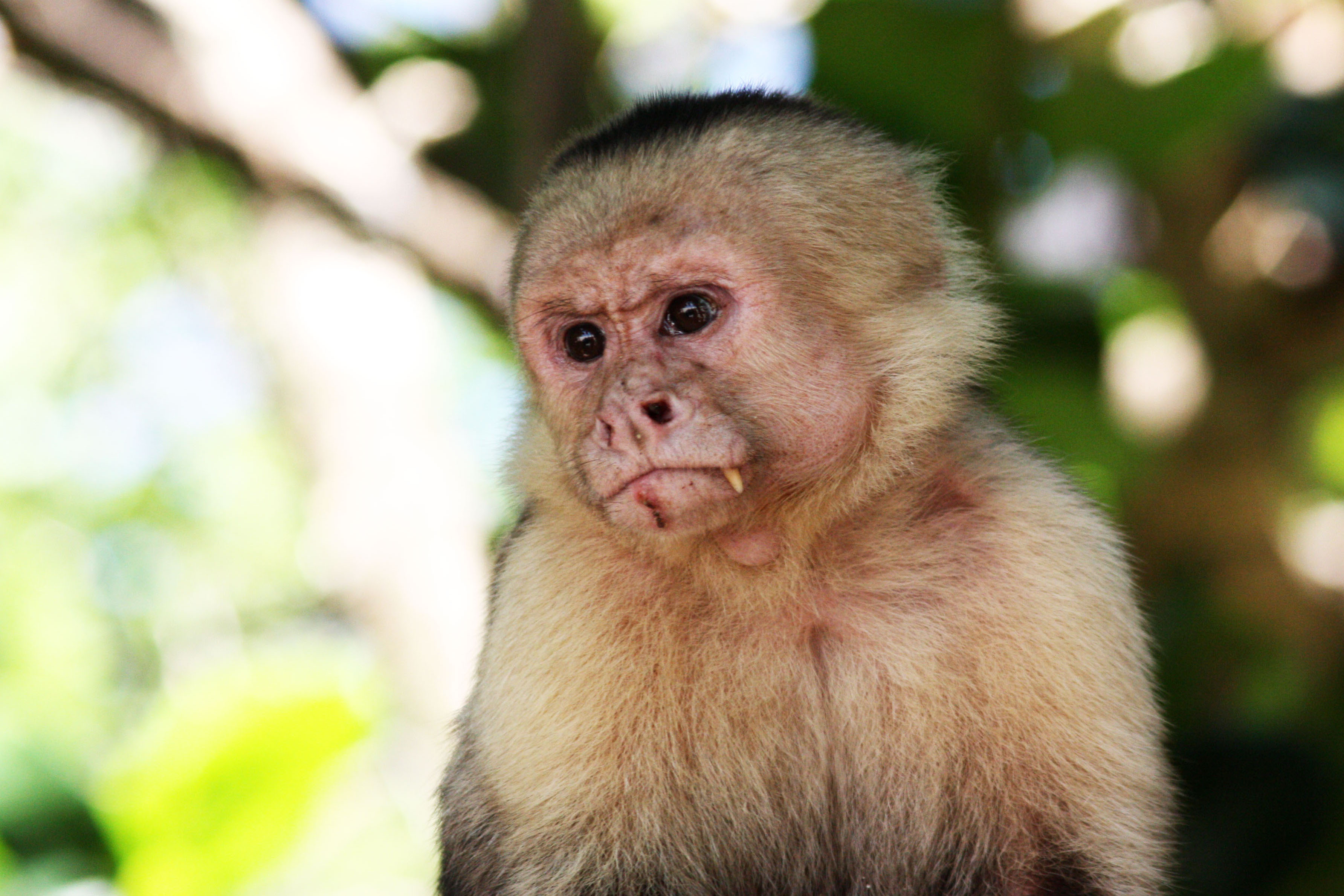 White Faced Capuchin Monkey Manuel