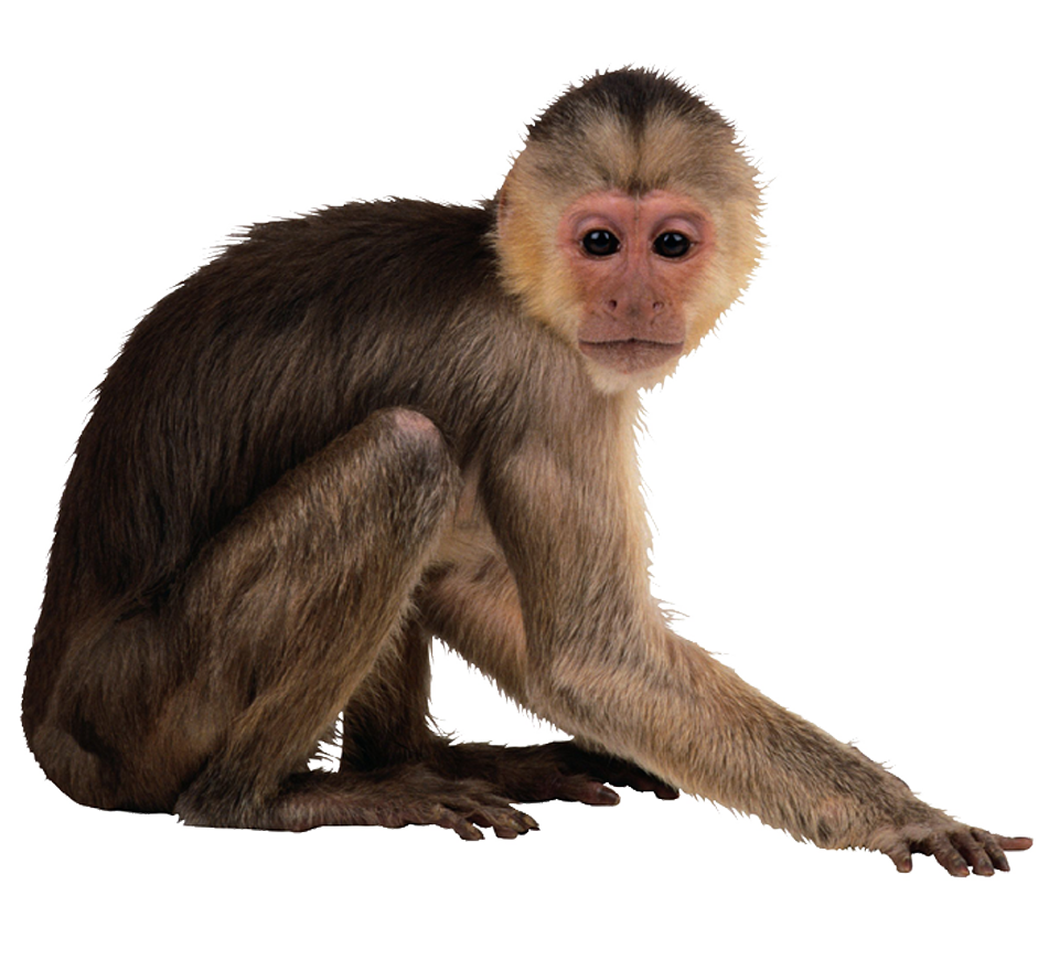 Capuchin monkey Desktop Wallpaper png download*879 Transparent Monkey png Download