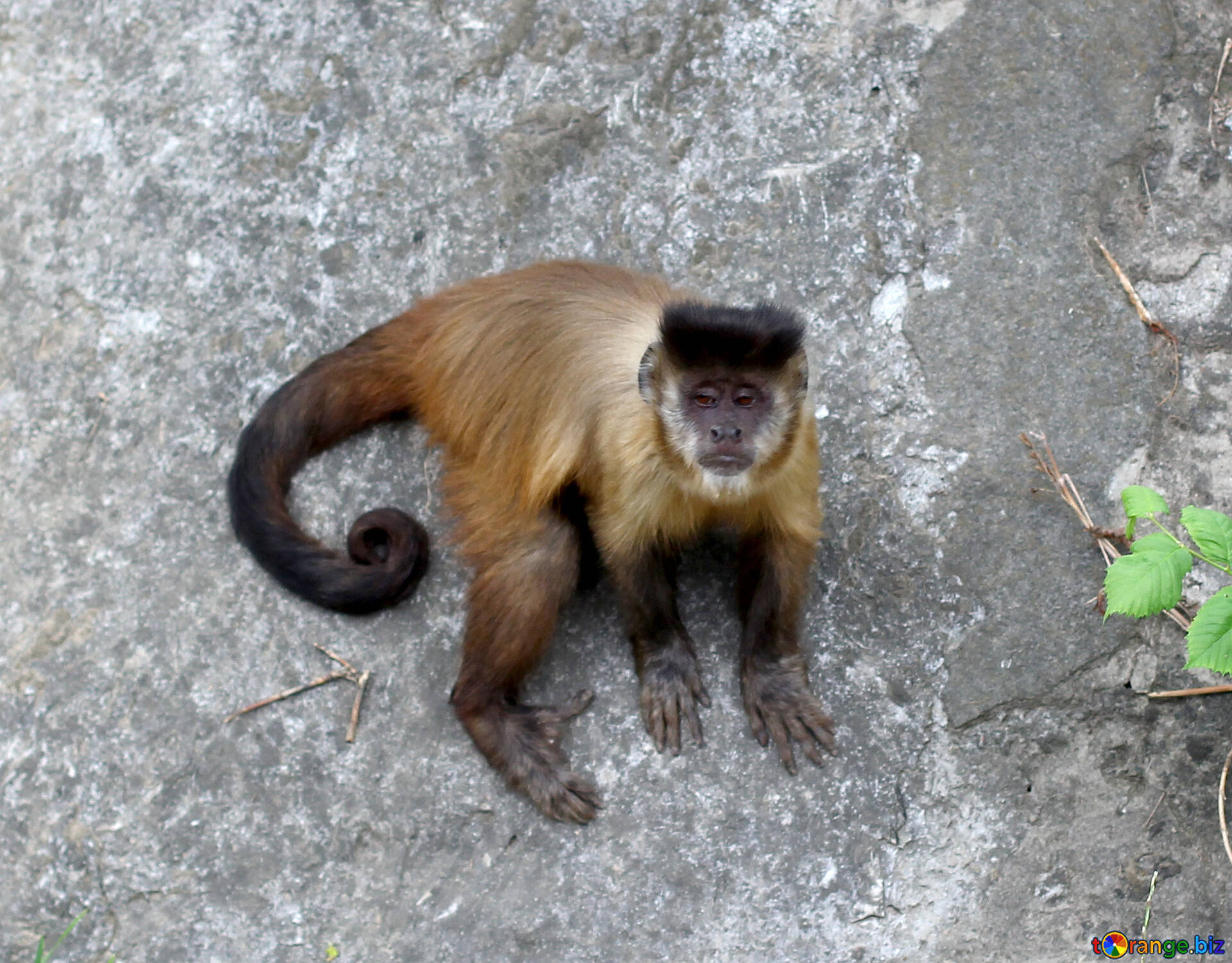 Monkey Image Capuchin Monkeys Image Animal № 44929. Torange.biz Free Pics On Cc By License