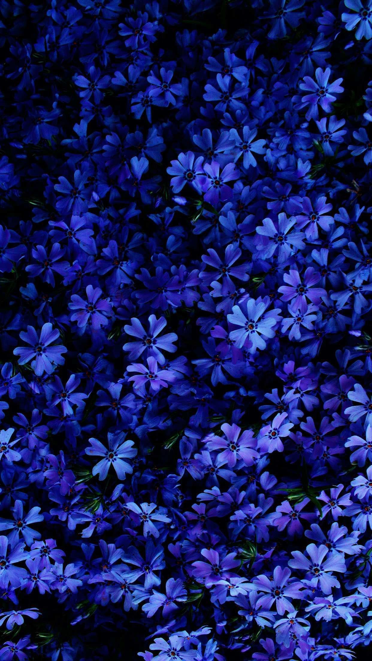 Blue, Cobalt blue, Purple, Violet, Lilac, Pattern. Best flower wallpaper, Blue flower wallpaper, Flower phone wallpaper