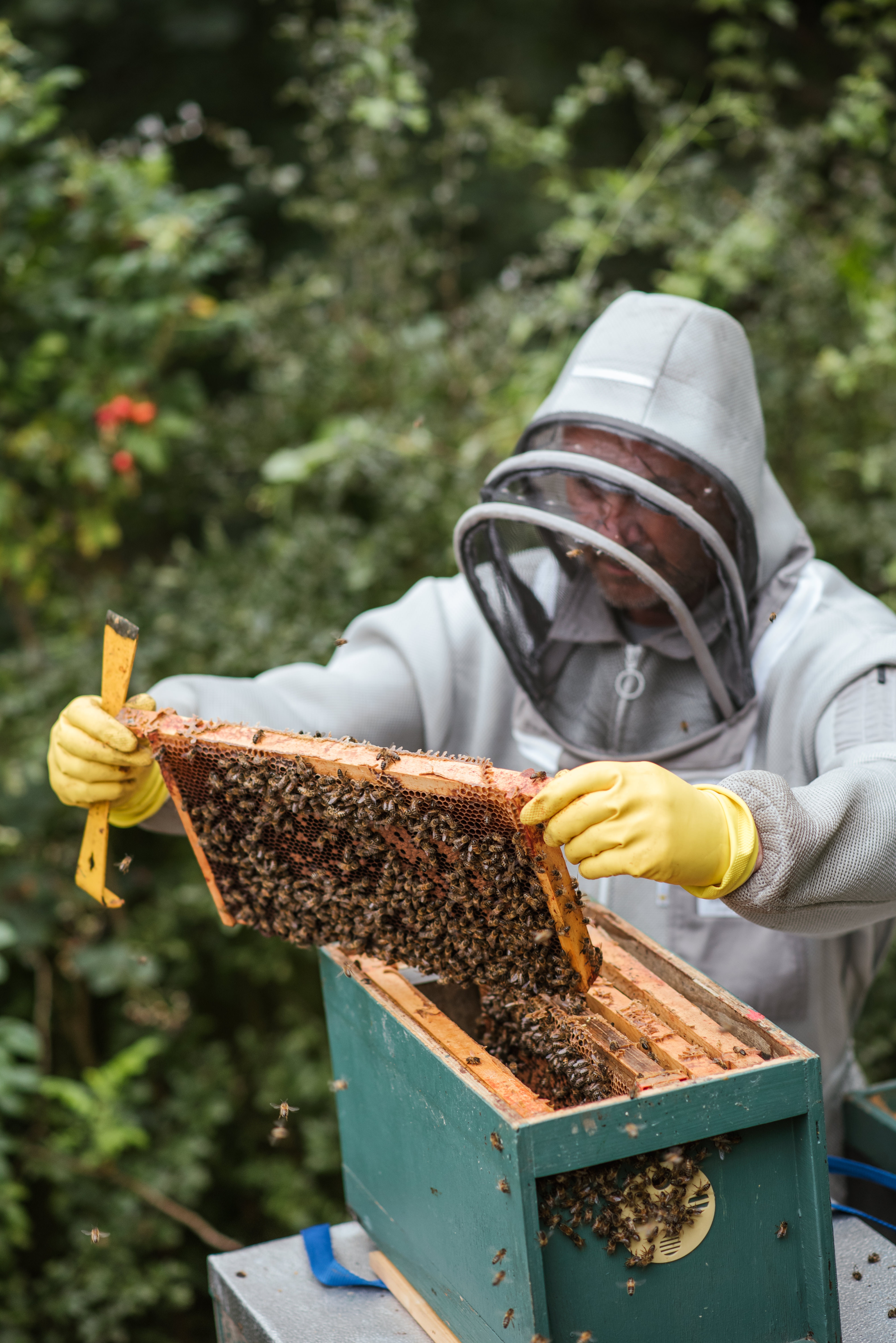 Best Beekeeper Photo · 100% Free Downloads