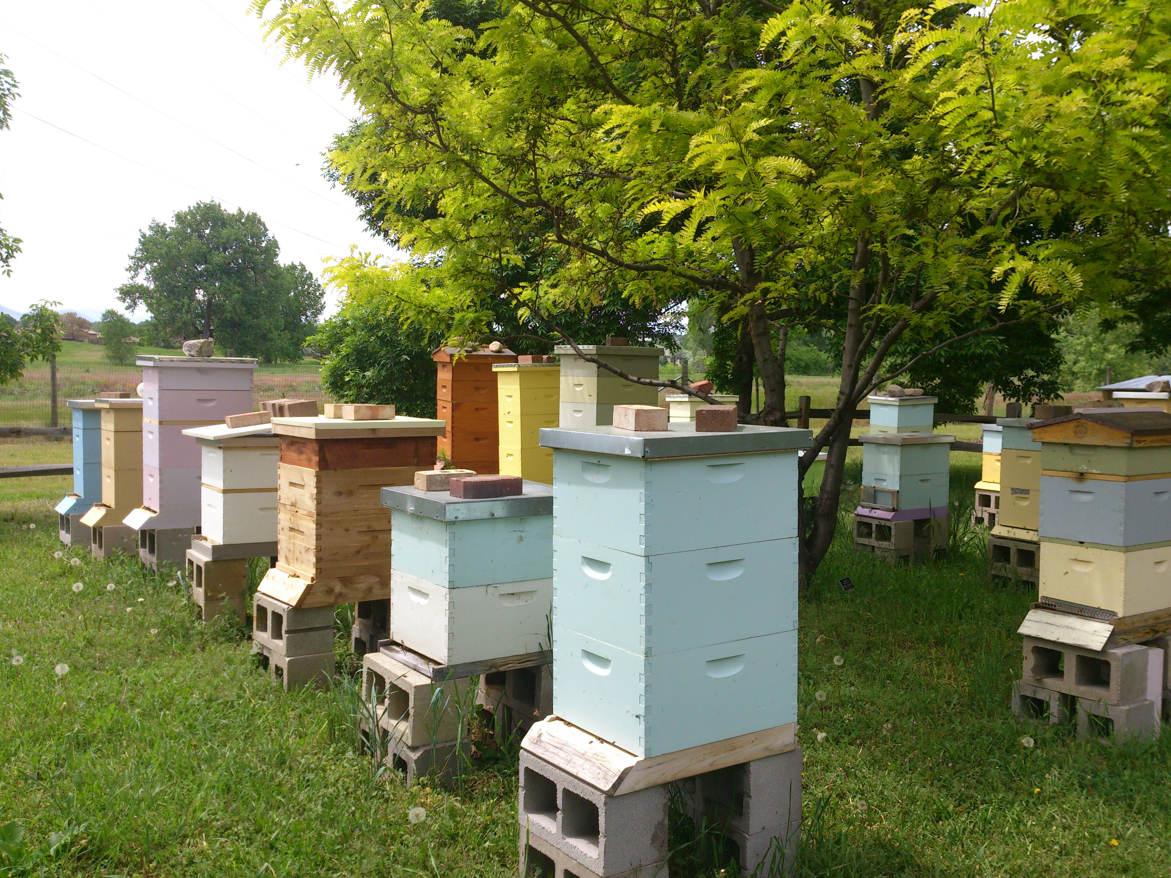 Community apiaries are changing the urban beekeeping game