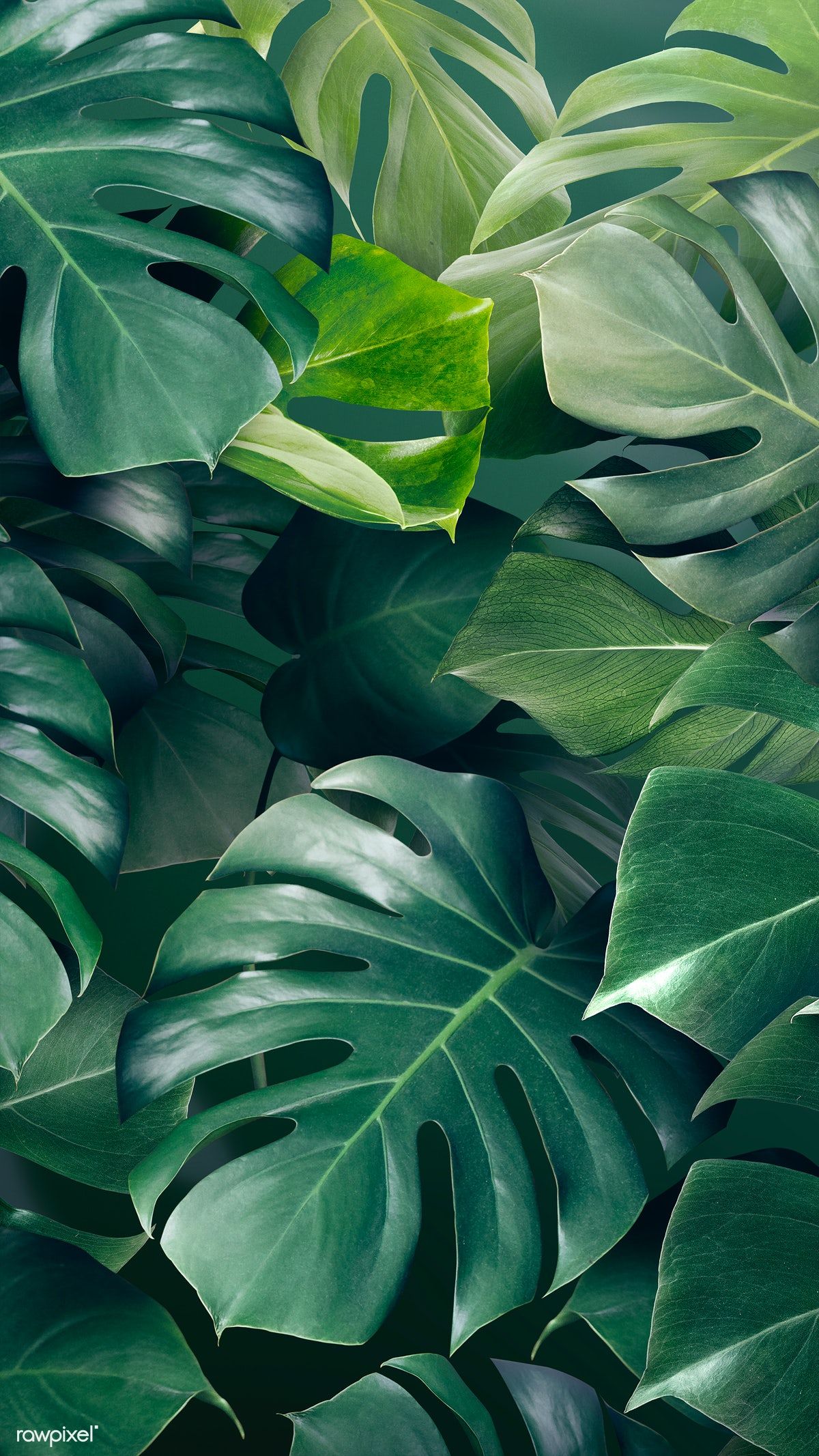 Green monstera leaves background design resource / Adj. Leaf background, Green leaf background, Green aesthetic