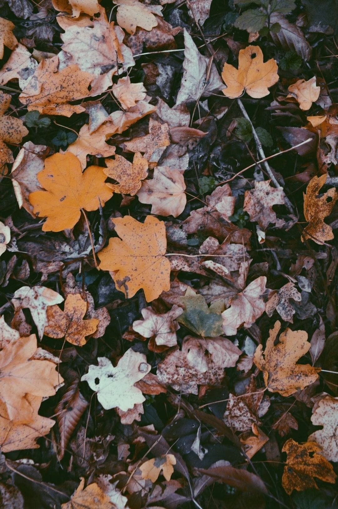 Leaves Aesthetic Wallpapers - Wallpaper Cave