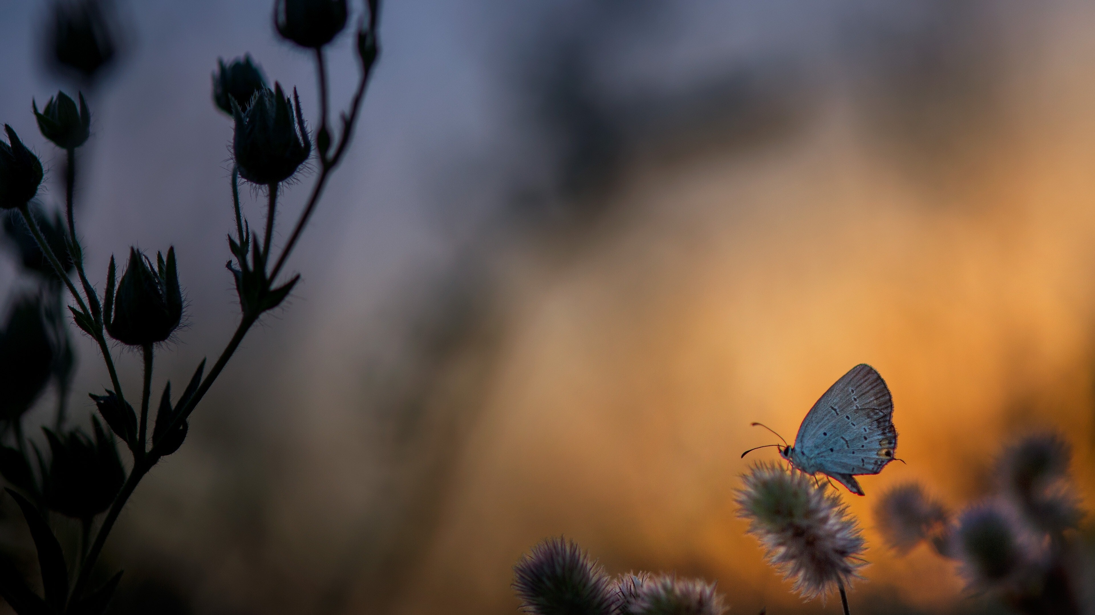 Butterfly on Plant at Sunset Time Nature 4K Wallpaper