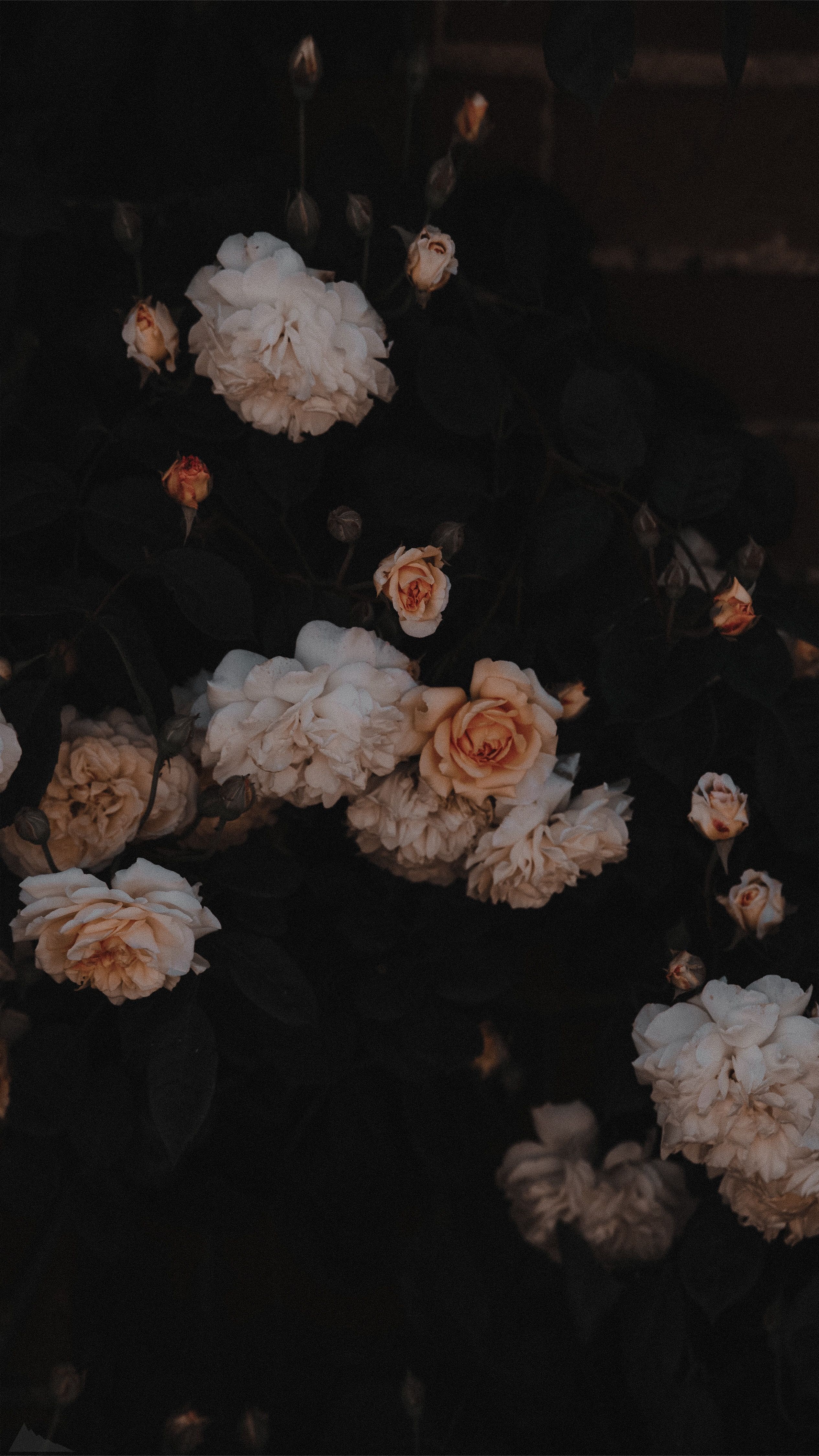 Black Aesthetic Flowers Wallpapers - Wallpaper Cave