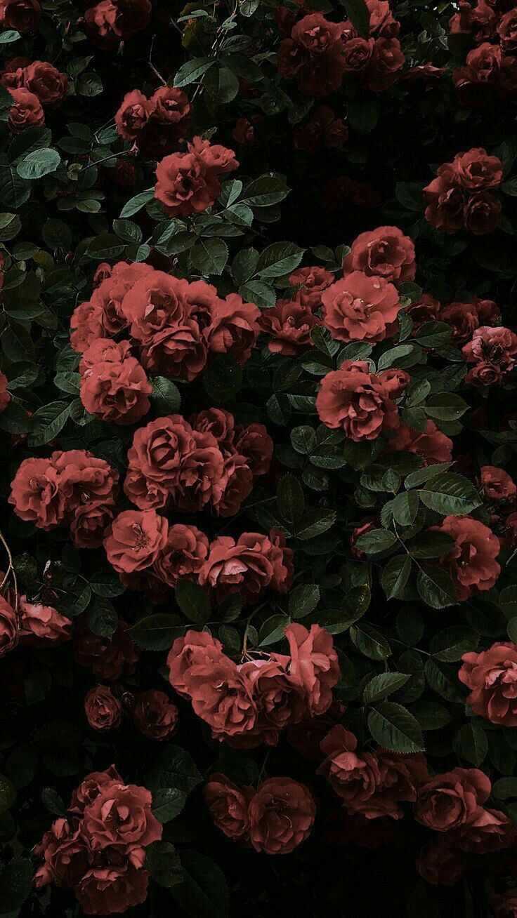Dark Roses Aesthetic Wallpaper