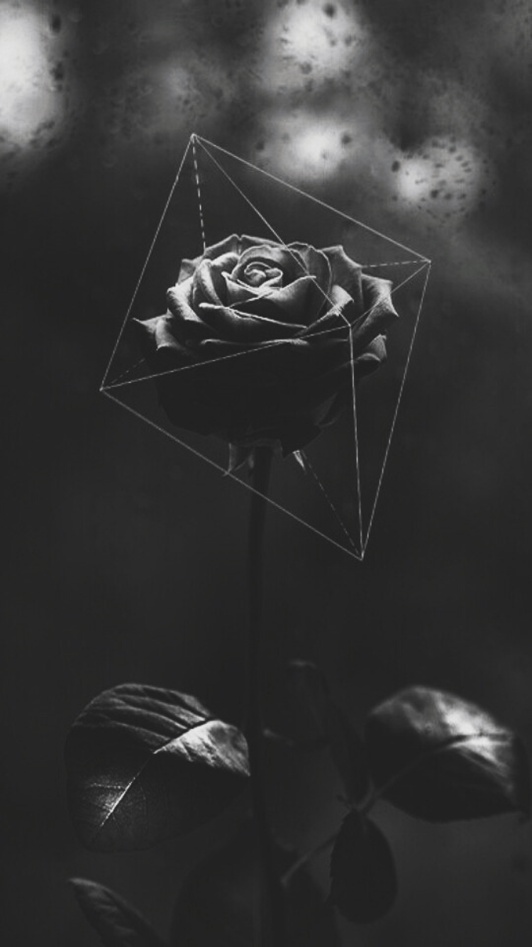 Black Rose Aesthetic Wallpaper