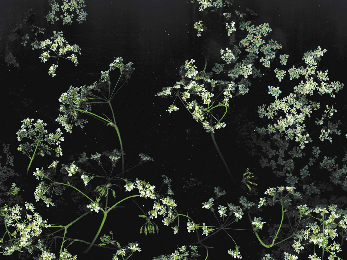 Aesthetic Black Wallpaper, Flower • Wallpaper For You