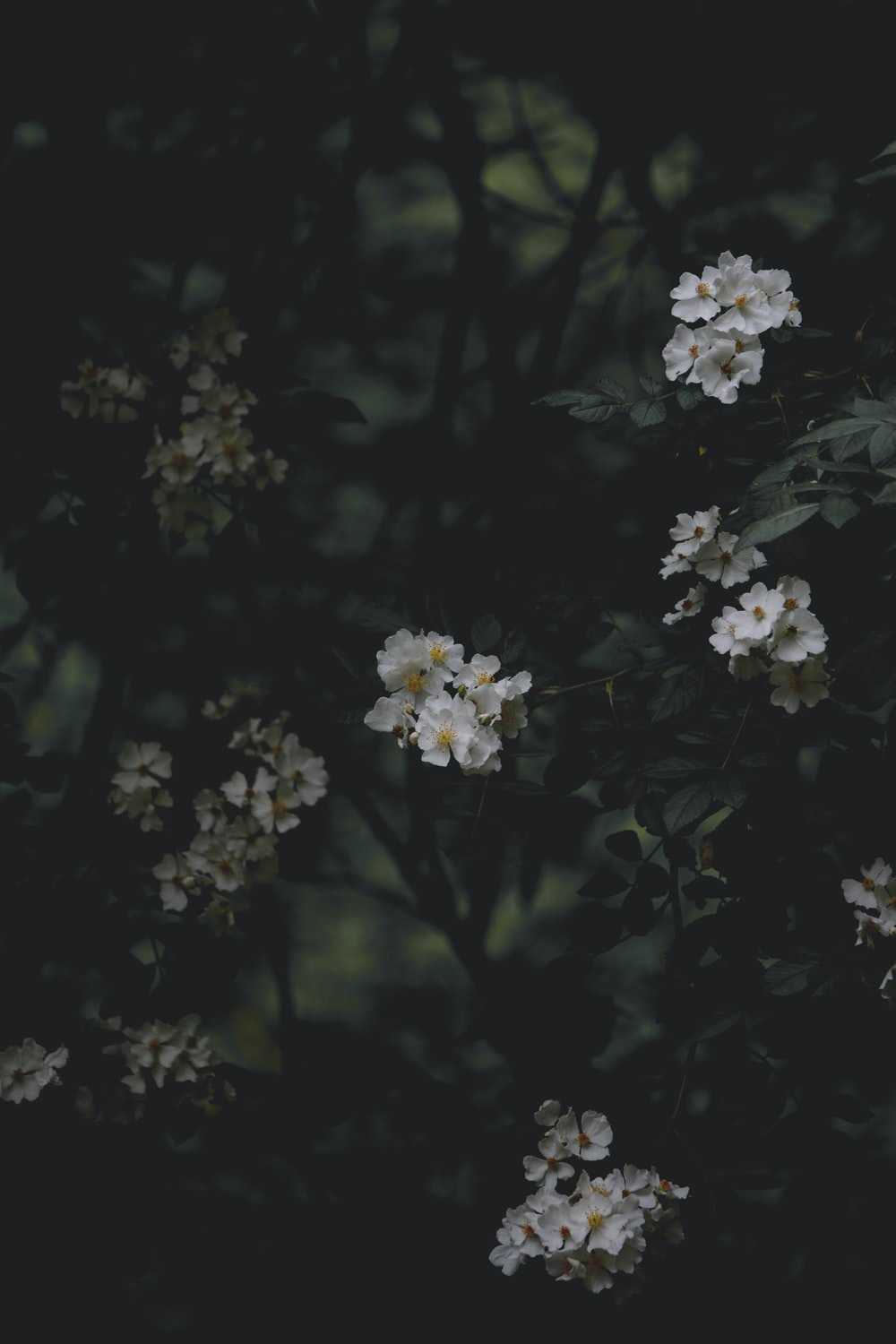 Dark Floral Wallpaper