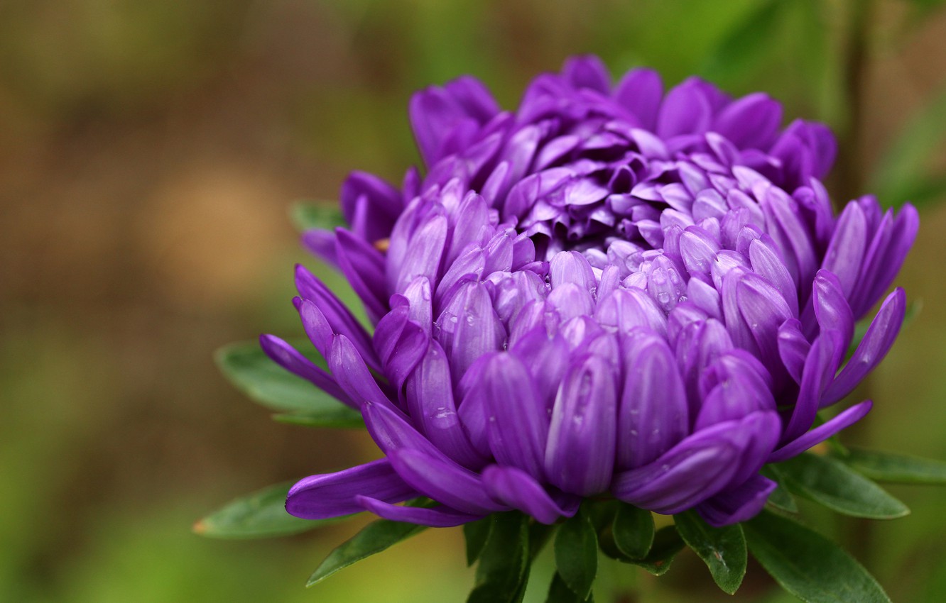 Wallpaper flower, macro, background, petals, Bud, Astra, lilac image for desktop, section цветы