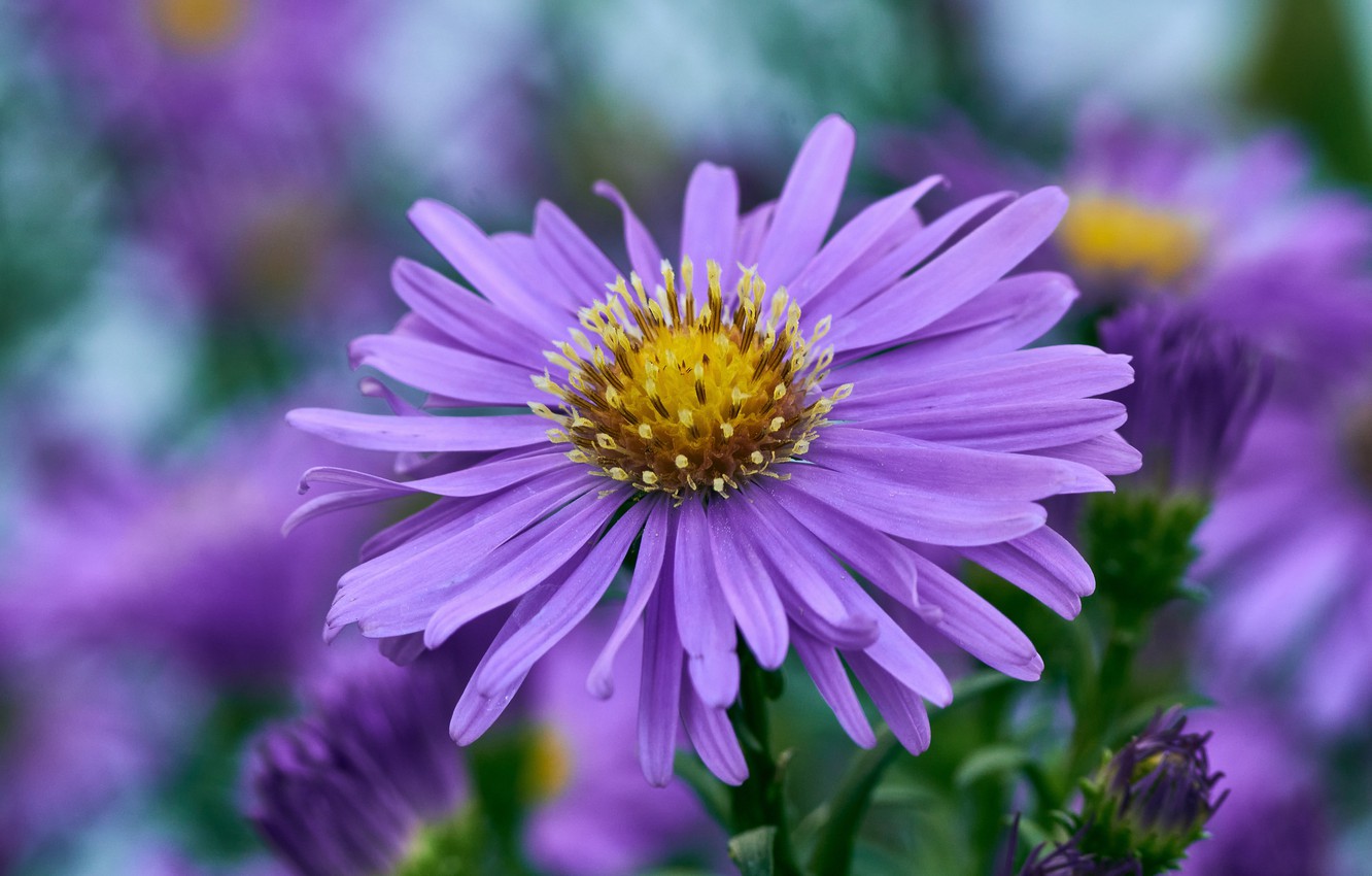 Wallpaper flower, macro, Astra, lilac, bokeh image for desktop, section цветы