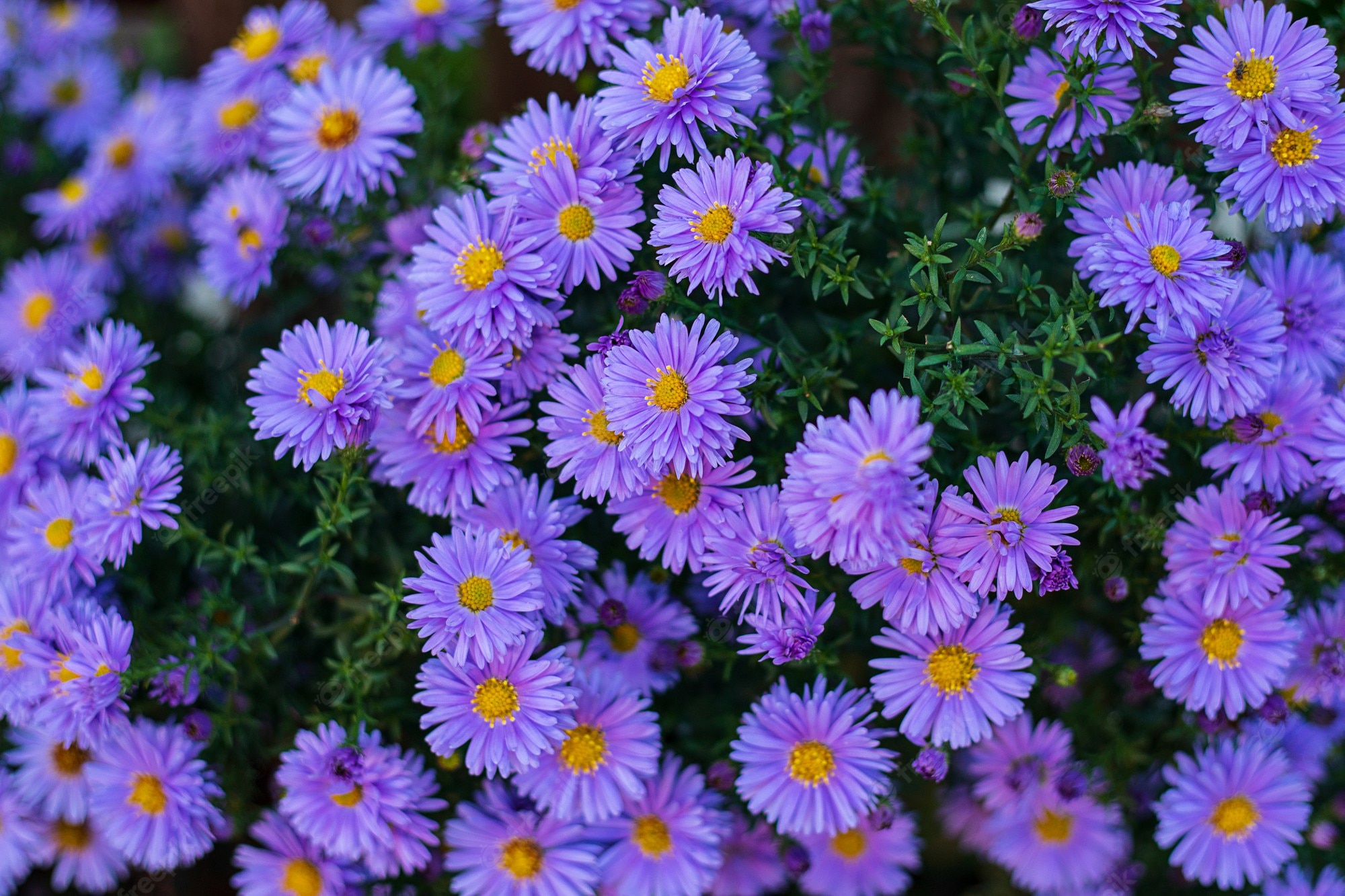 Premium Photo. Small Garden Violet Astra Flowers. Group Of Alpine Asters Aster Alpinus. Close Up Photo. Full Frame. Background