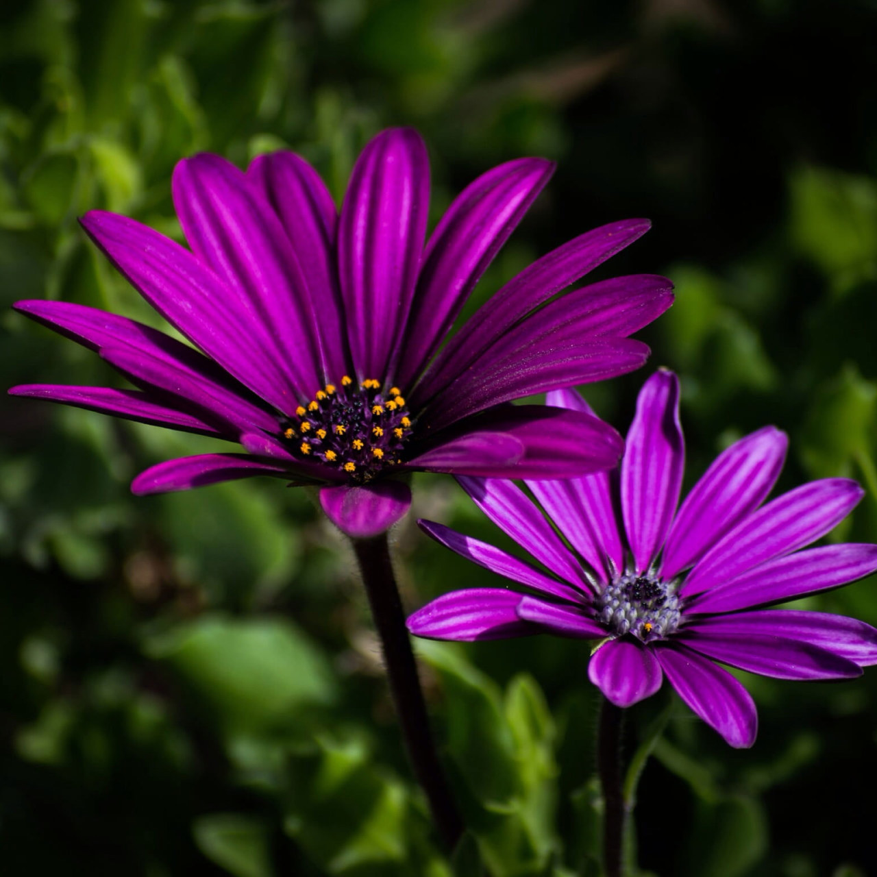 Two Purple Petaled Flowers Wallpaper, Nature, Plant • Wallpaper For You