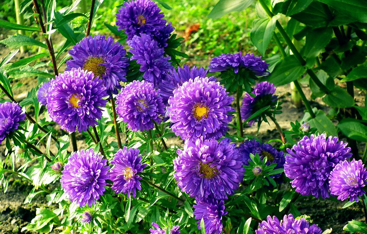 Flowers Asters Plants