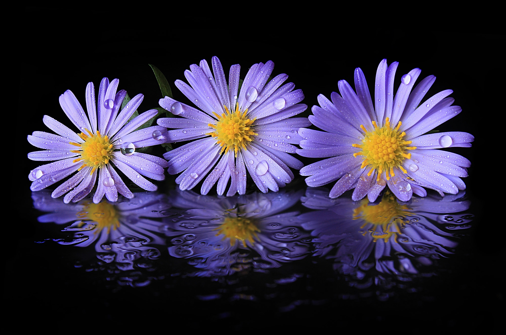 Photo Aster flowers black background picture on Fonwall