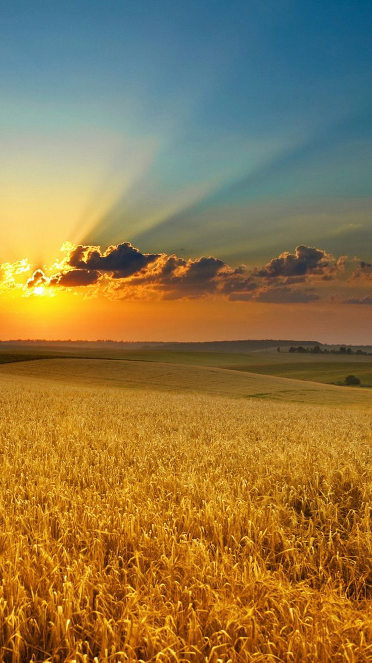 Golden Summer Field Sunset iPhone 6 Wallpaper. Beautiful nature, Landscape, Scenery