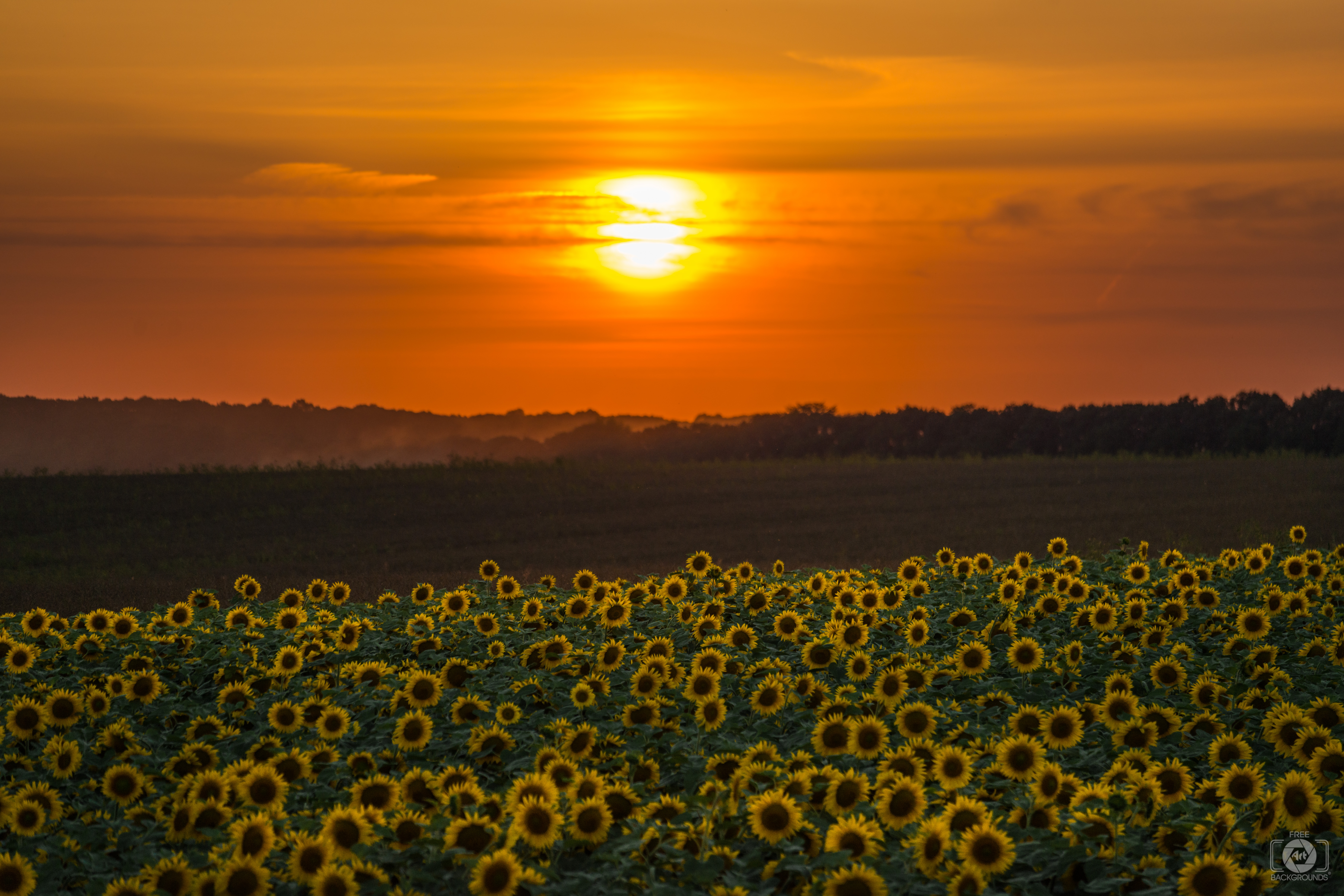 Beautiful Sunset Over Sunflower Field Quality Free Background