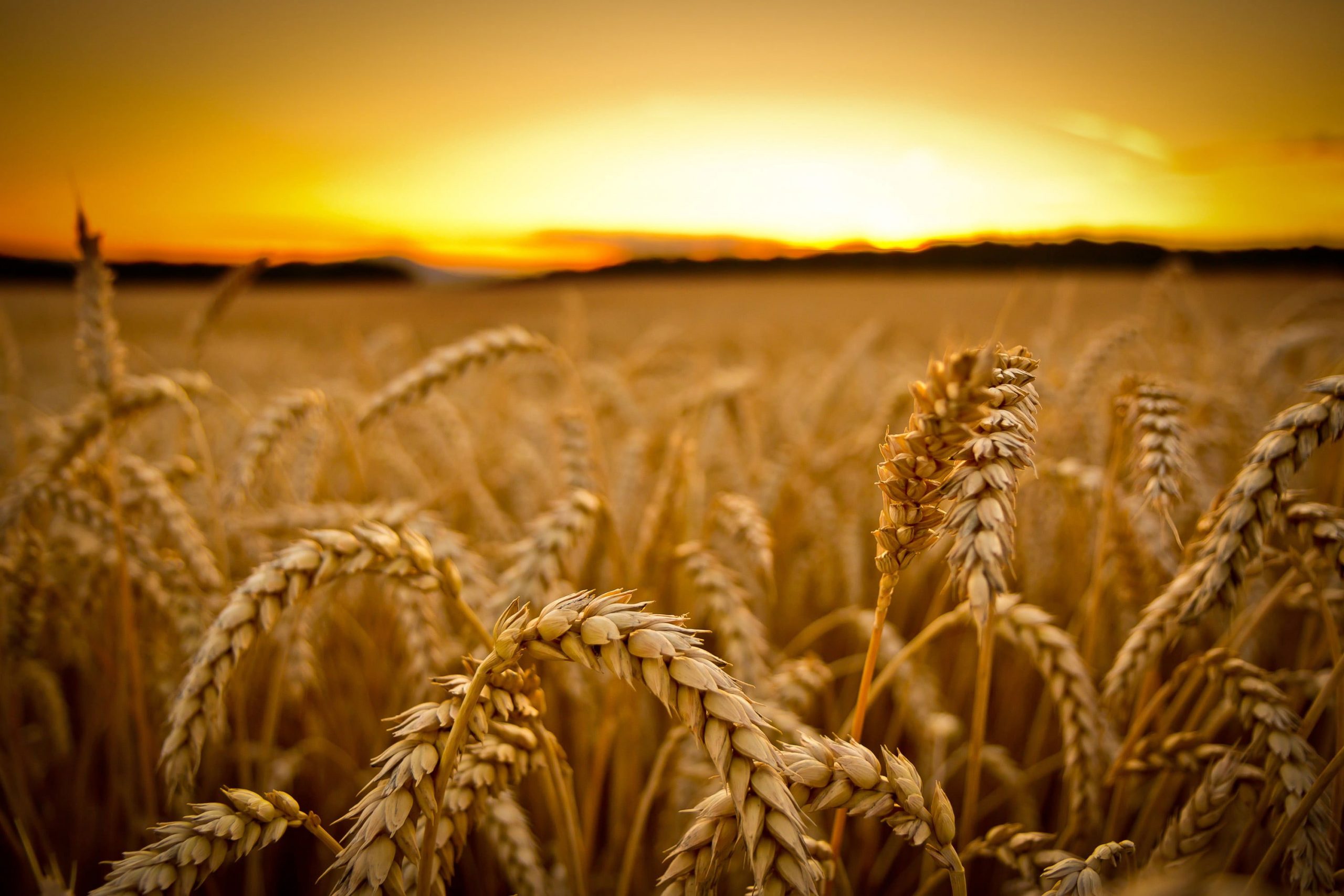 Wheat Field Wallpaper, Low Angle Photography Of Wheats, Sunset, Macro, Depth Of Field • Wallpaper For You