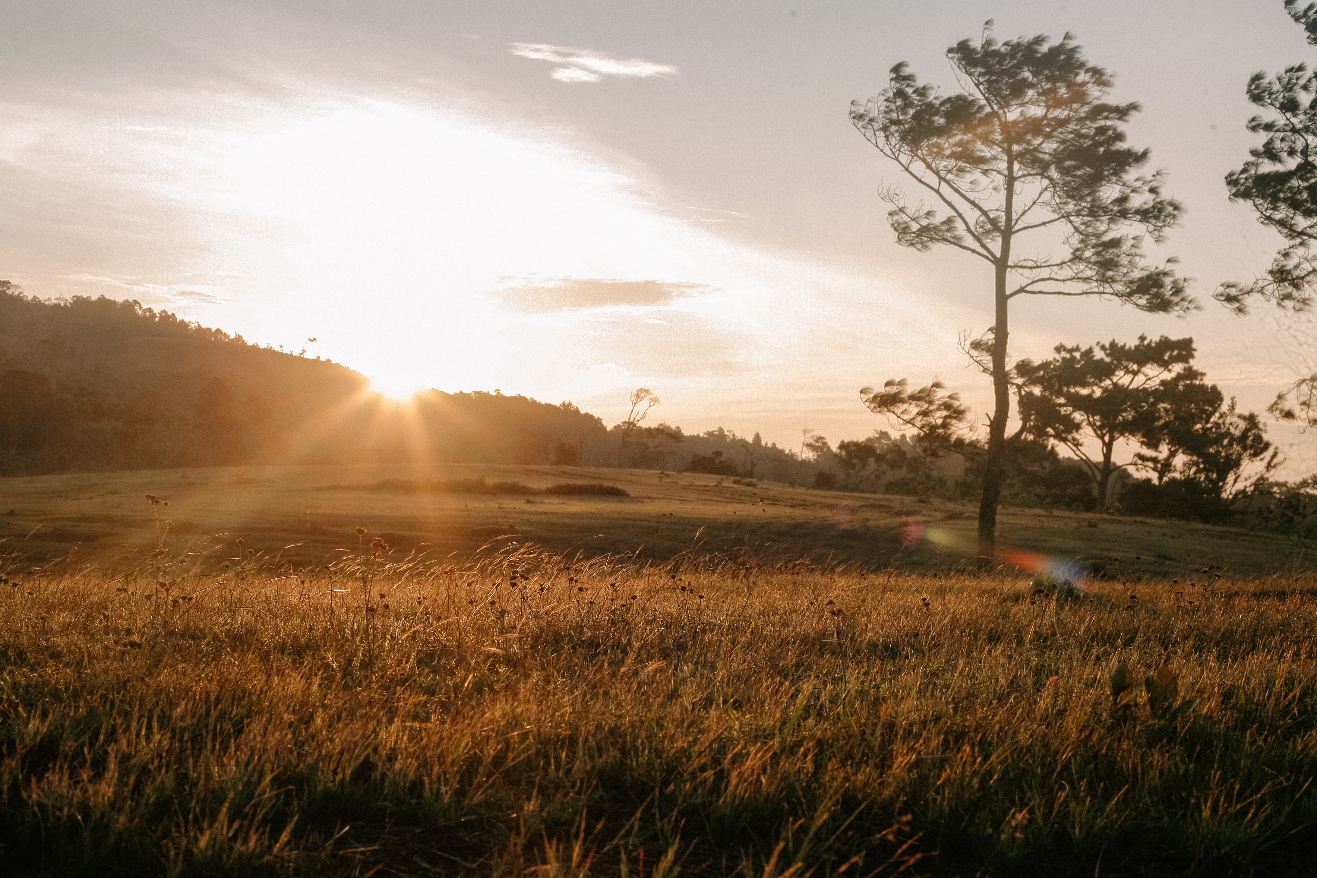 Sunset In Wheat Grass Field Wallpaper Wallpaper Popular Sunset In Wheat Grass Field Wallpaper Background