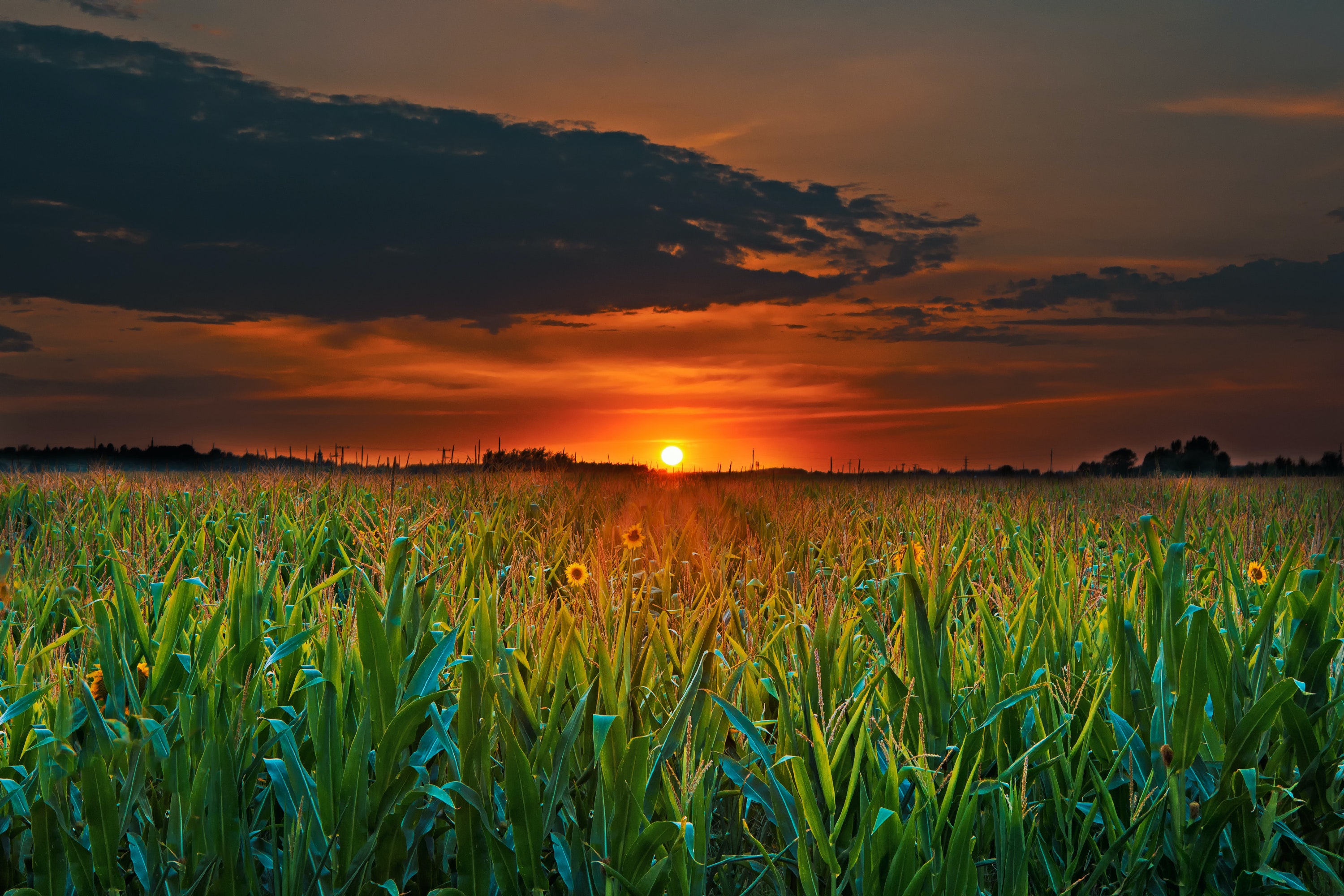 Crop Field and Sunset · Free