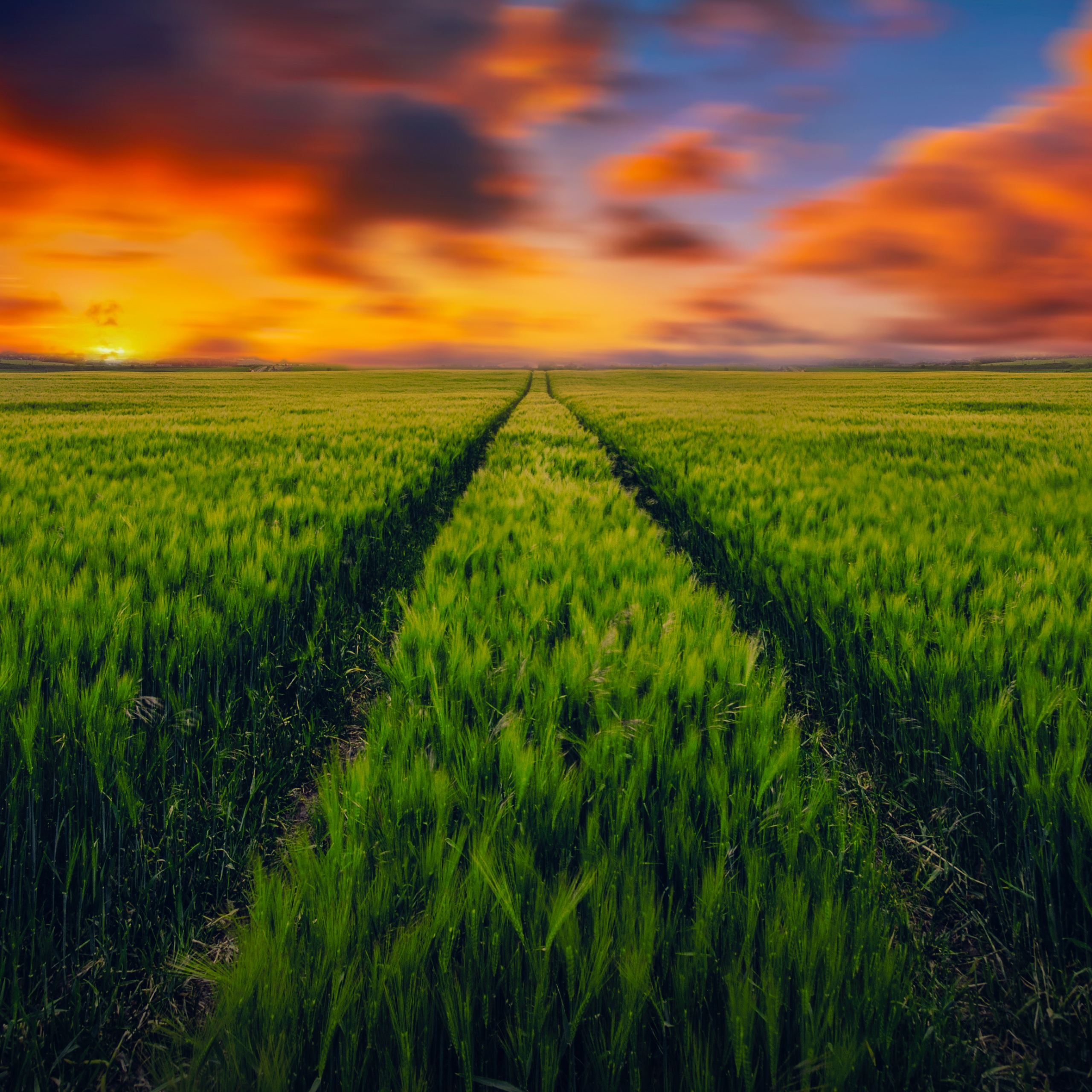 Grass field Wallpaper 4K, Green Grass, Farmland, Sunset Orange, Landscape, Nature