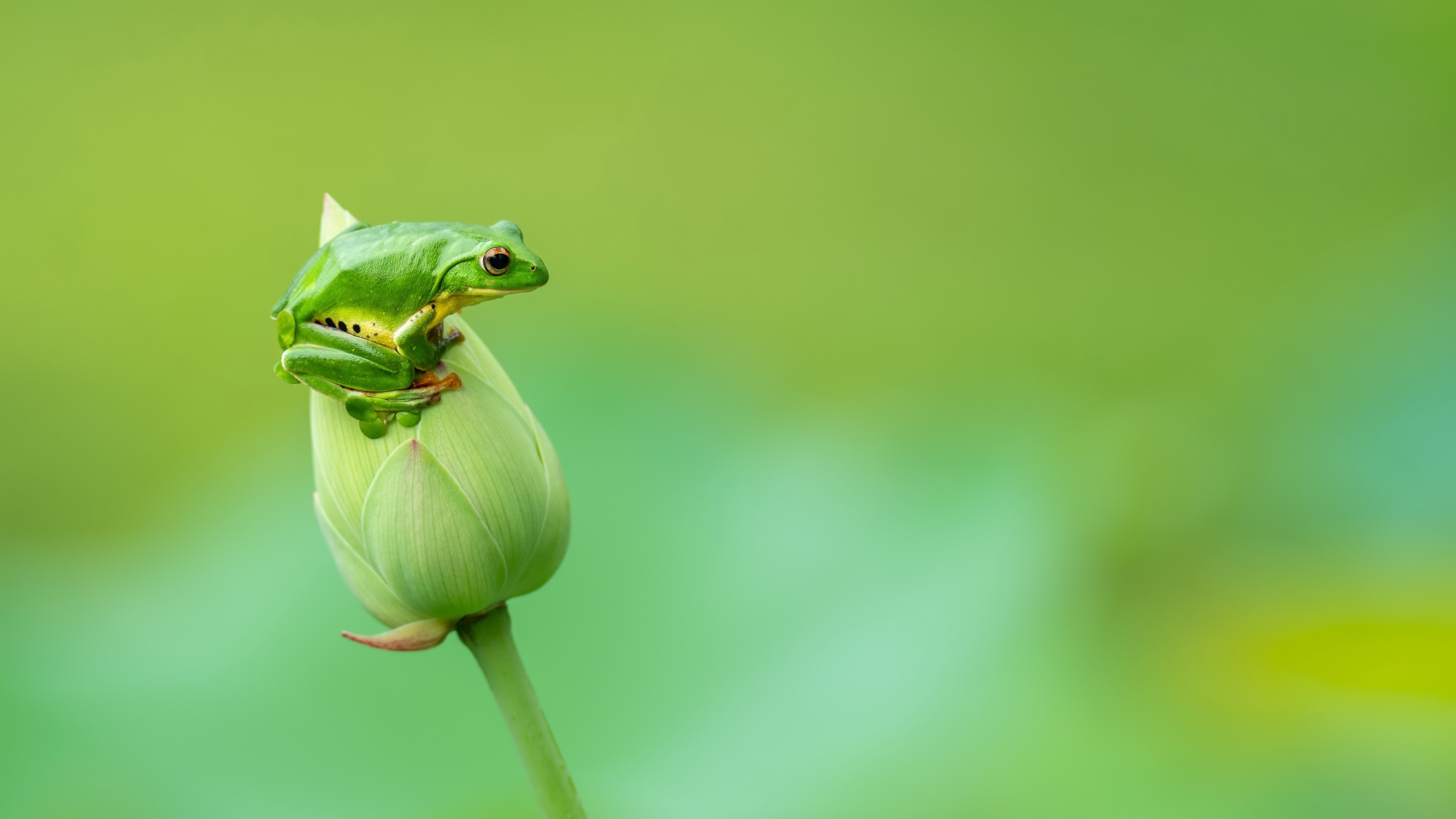 Frog HD Wallpaper and Background