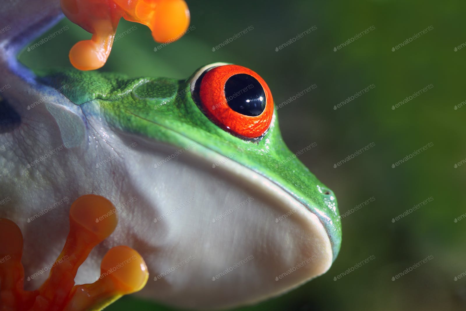 Red Eyed Tree Frog photo by macropixel on Envato Elements