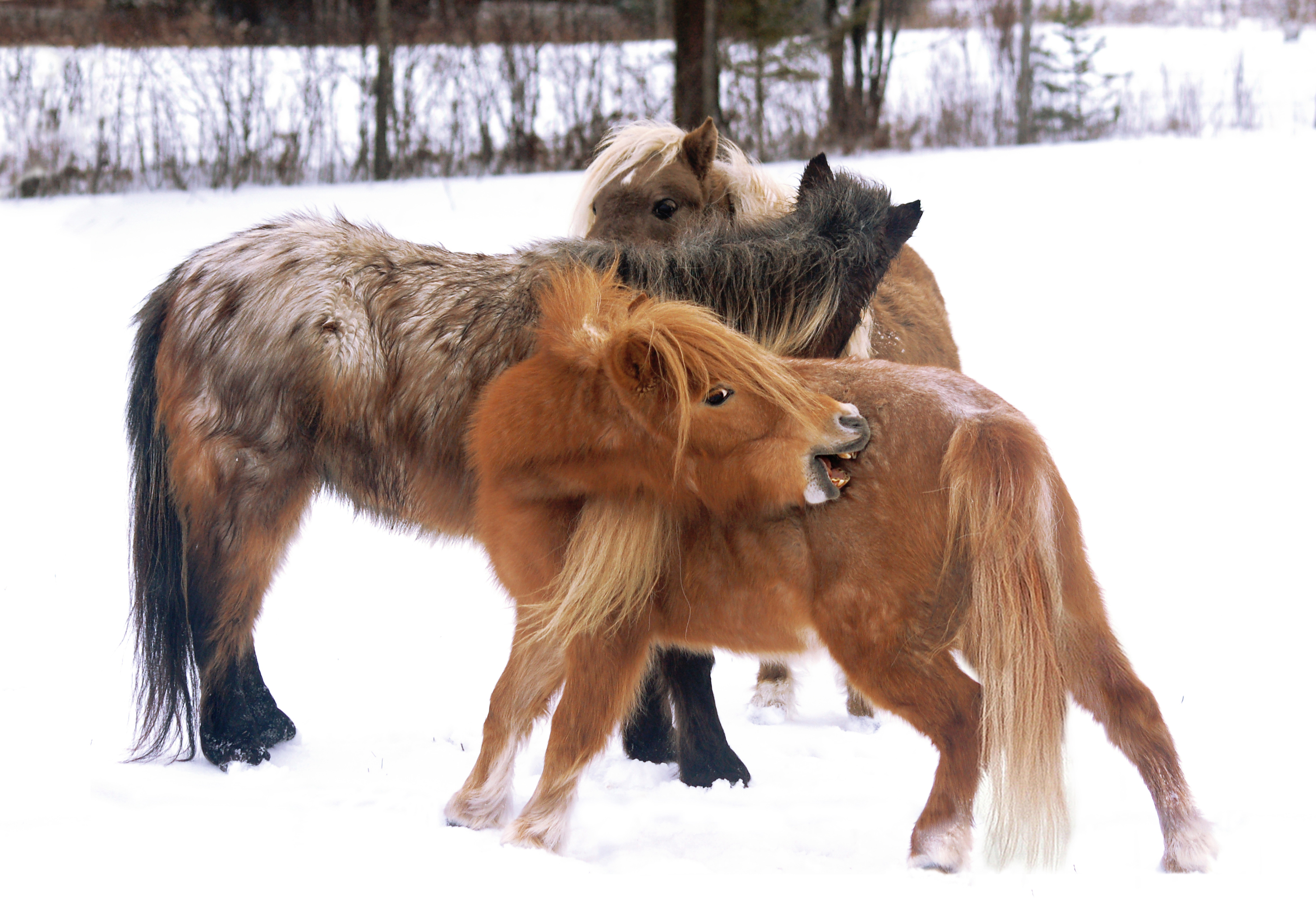 miniature horse
