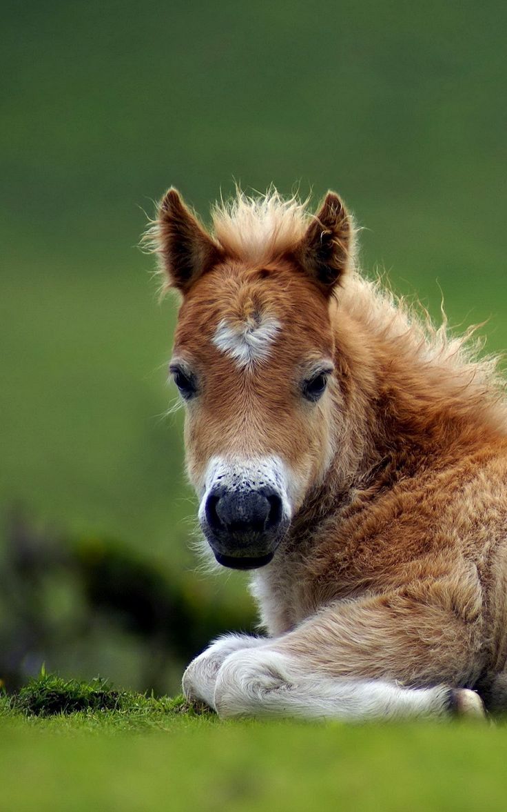 Wallpaper lie grass horse beautiful pony. Cute horses, Horses, Cute animals