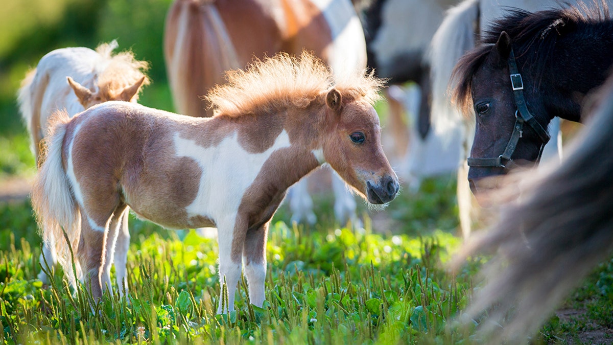 Miniature horses still allowed to fly as service animals, Department of Transportation announces