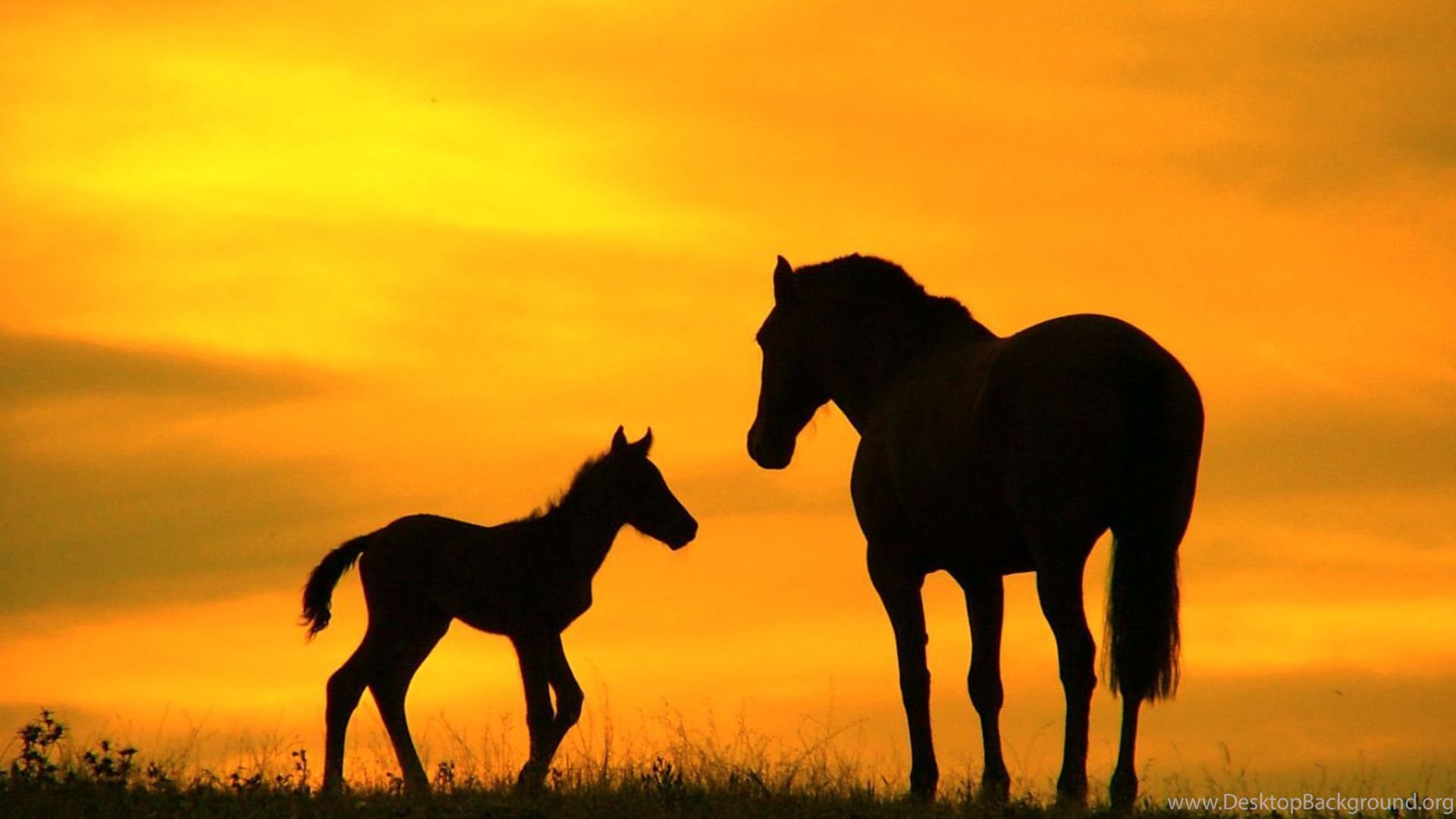 Miniature Horse Wallpapers - Wallpaper Cave