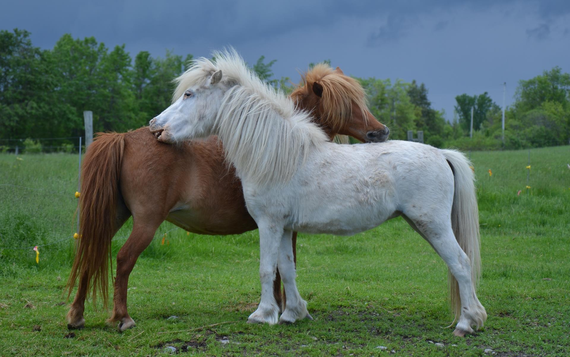 Miniature Horse Wallpaper