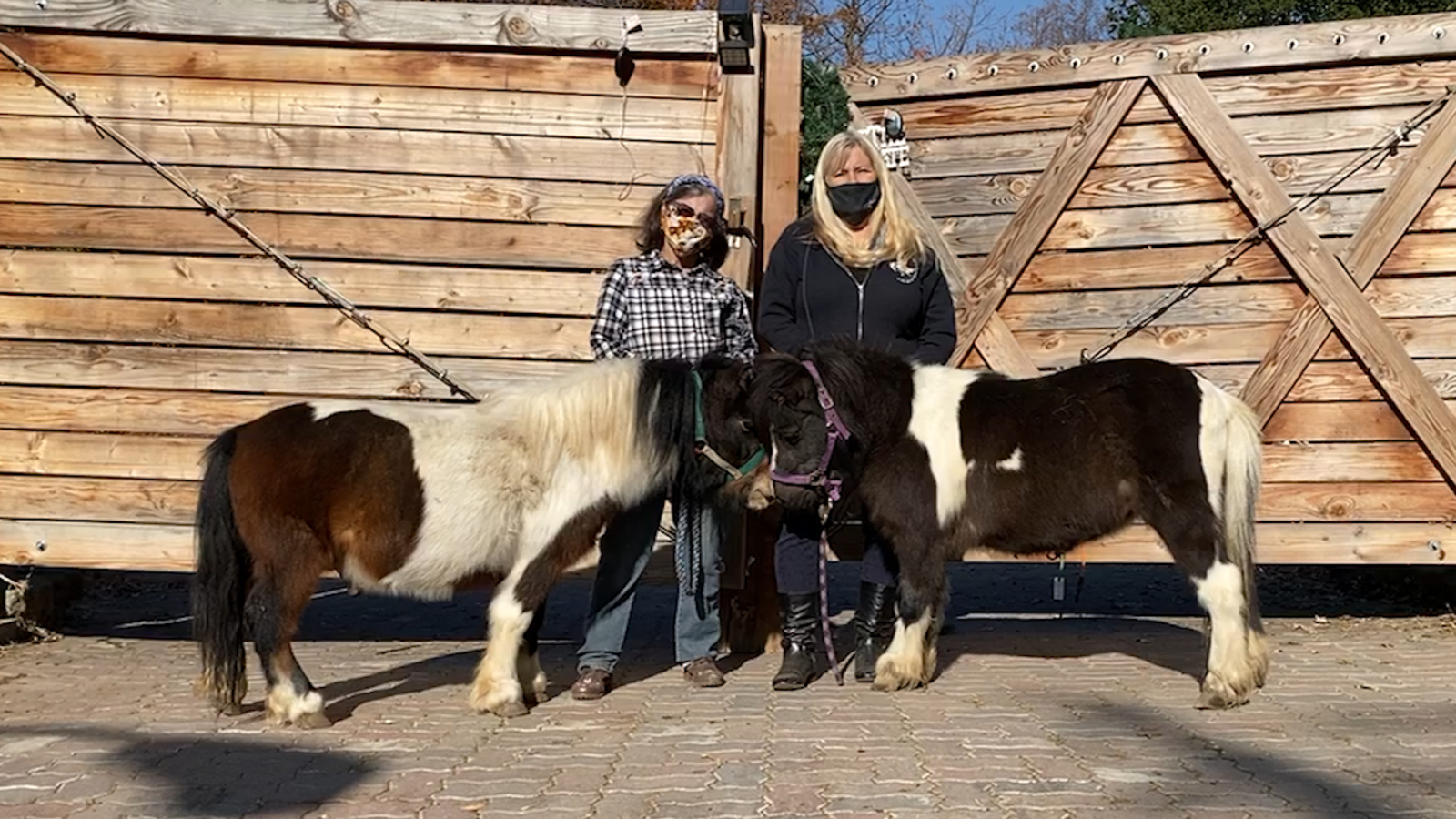 ANGELS FOR MINIS: Volunteers help save lives of miniature horses and find forever homes San Francisco