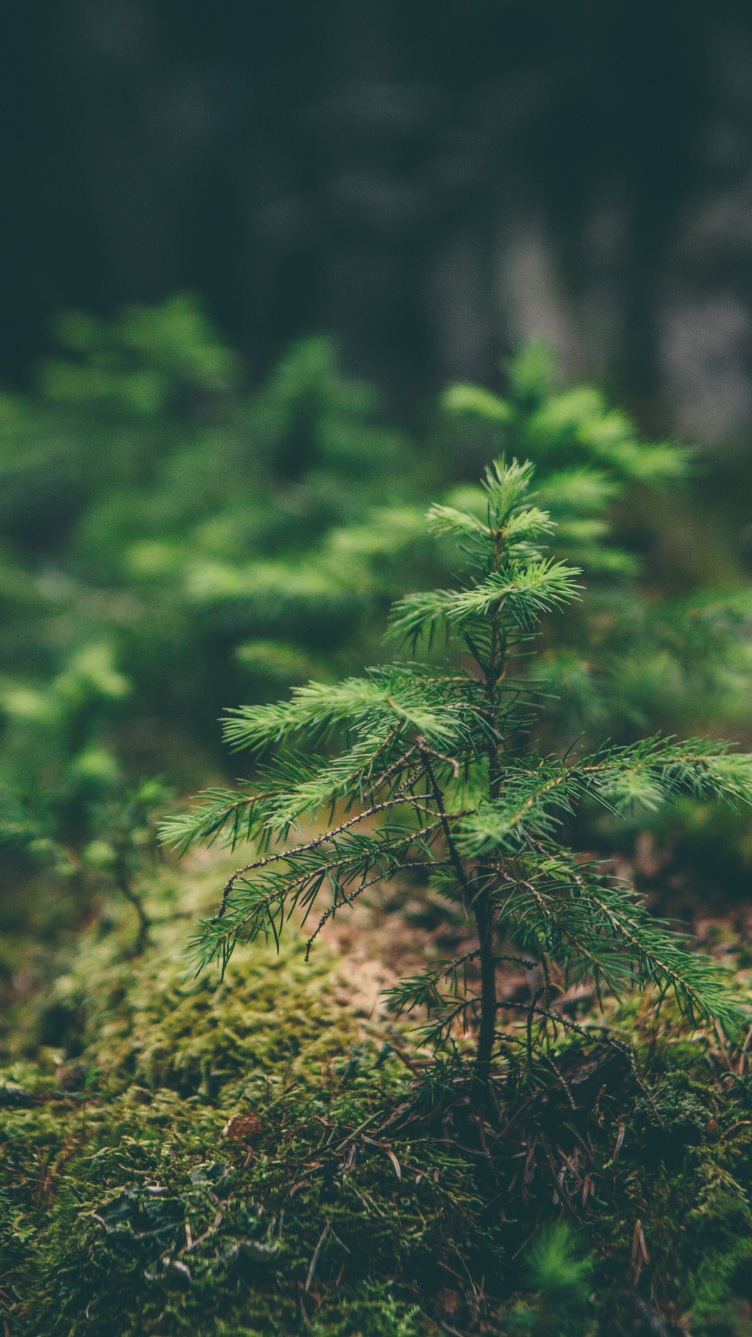Conifer Sapling iPhone Wallpaper