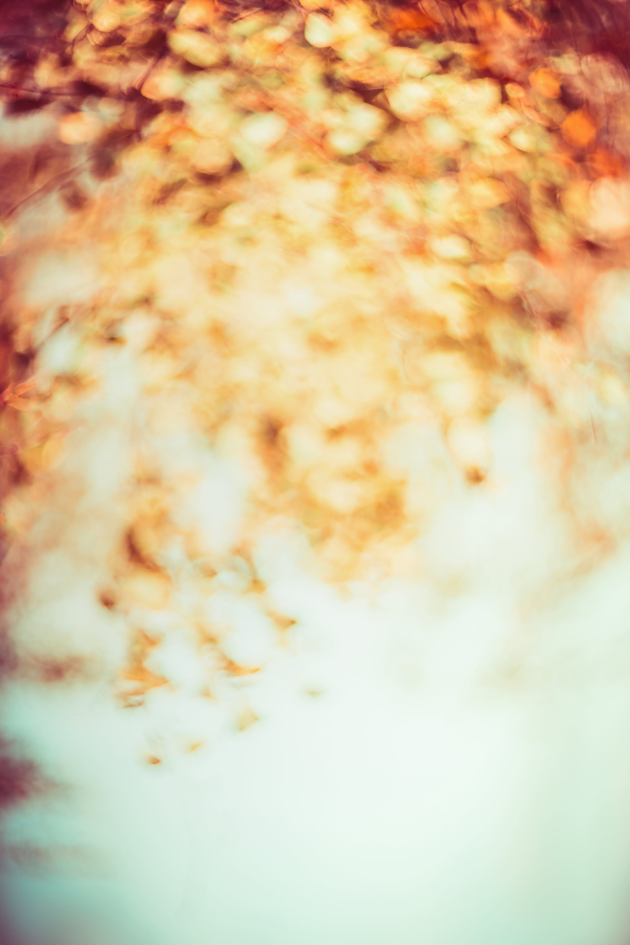 Blurred Foliage iPhone Wallpaper Fall iPhone Wallpaper That'll Instantly Make You Feel Cozy