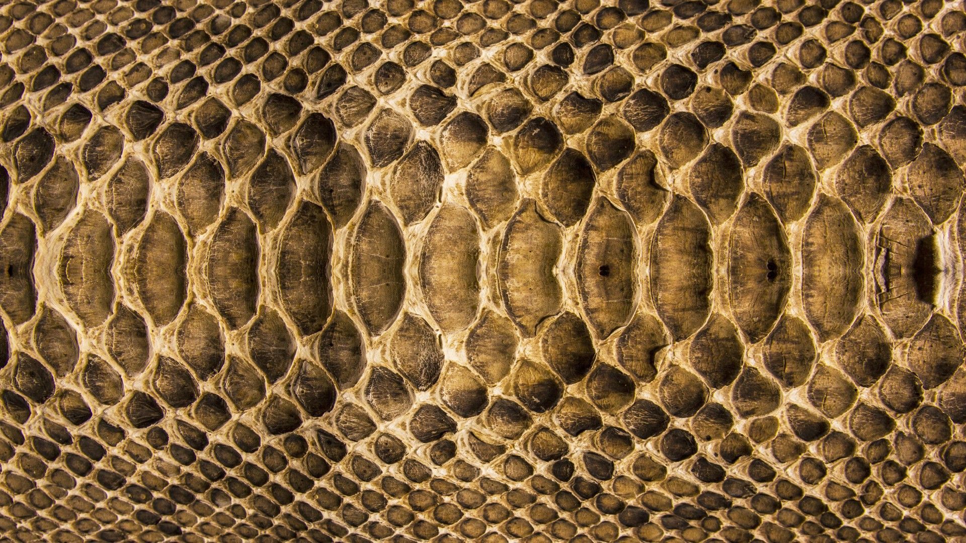 Snake Skin Wallpaper Free Snake Skin Background