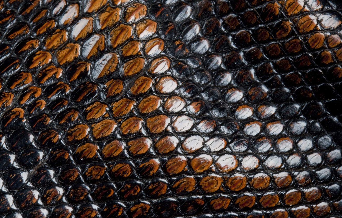 Wallpaper snakes, scales, leather, animal texture image for desktop, section текстуры