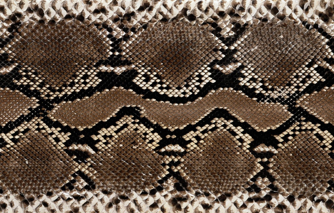 Wallpaper snakes, leather, colors, texture image for desktop, section текстуры