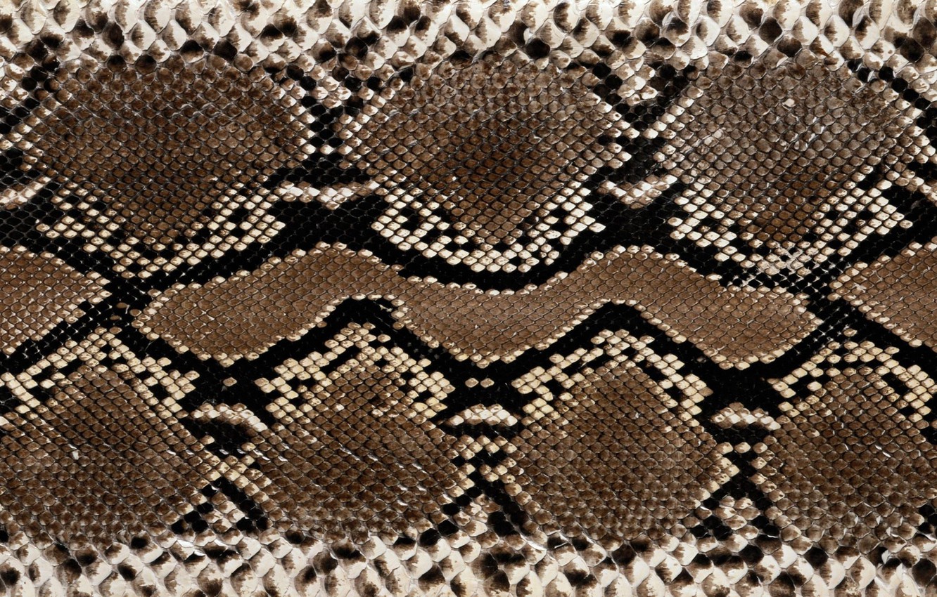 Wallpaper snakes, leather, colors, texture image for desktop, section текстуры