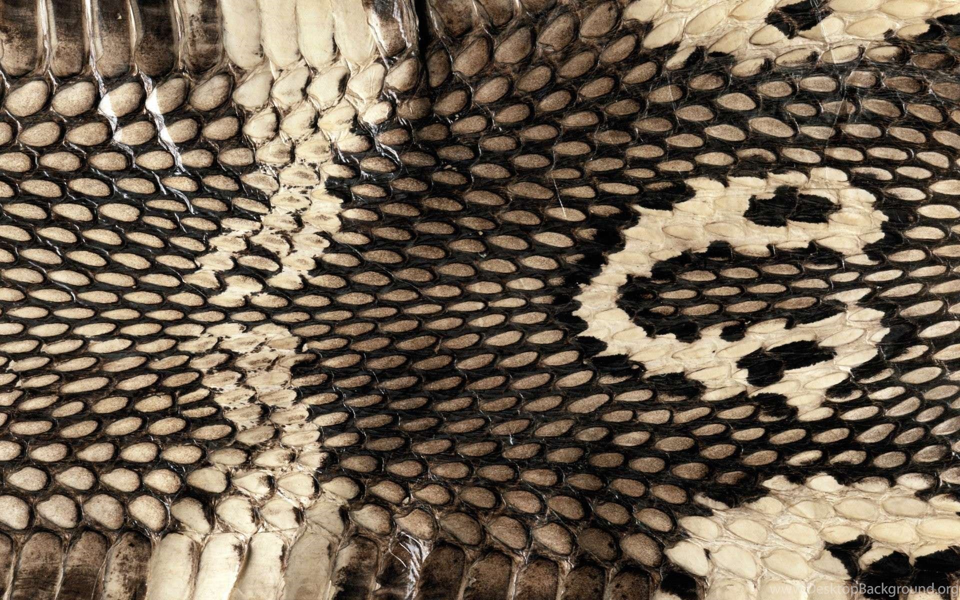 Snake Skin Wallpaper YoYoWallpaper: Download Today's Best HD. Desktop Background