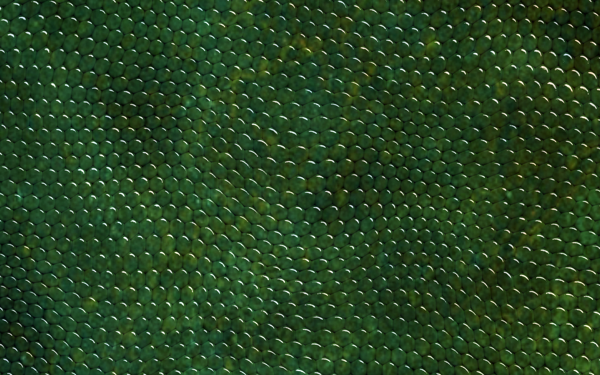 Snake Texture Wallpapers - Wallpaper Cave