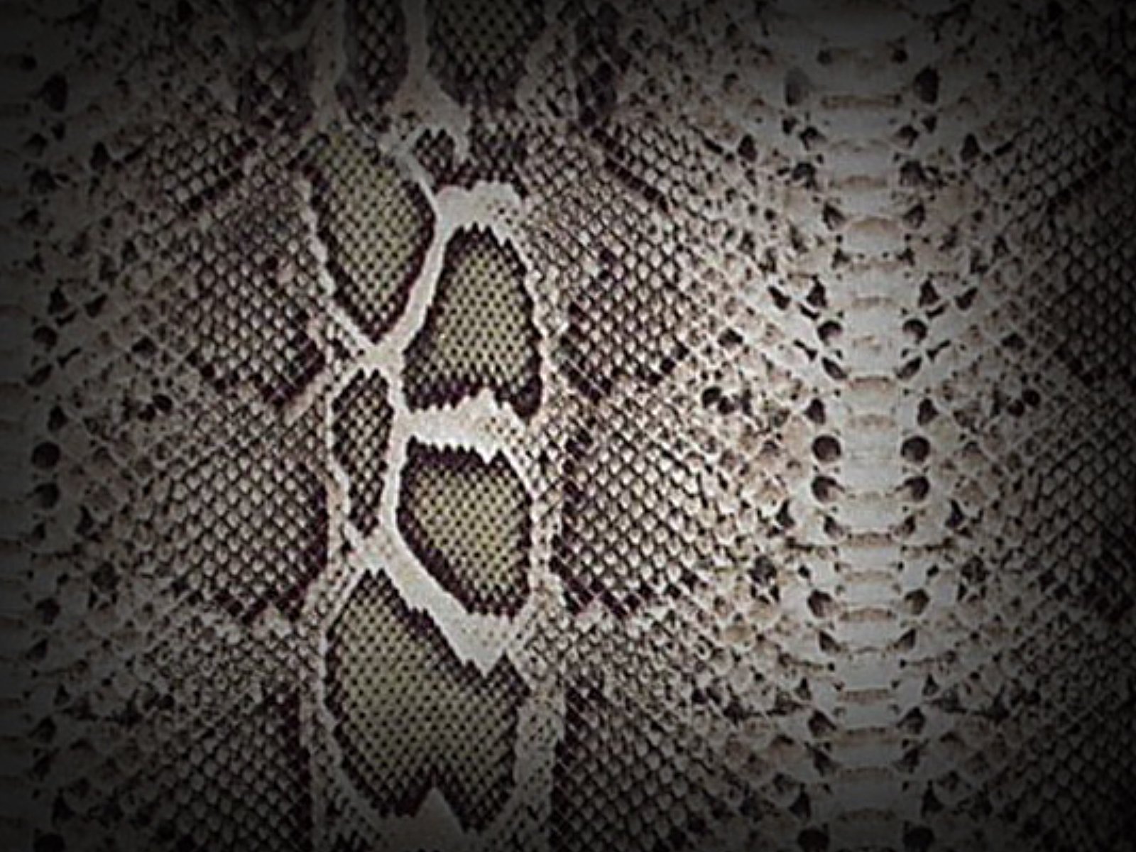 Free download Snake Skin Scale Texture Reptile Pattern Image FemaleCelebrity [1600x1200] for your Desktop, Mobile & Tablet. Explore Reptile Textured Wallpaper. Embossed Wallpaper, Textured Wallpaper Home Depot, Textured Wallpaper Canada