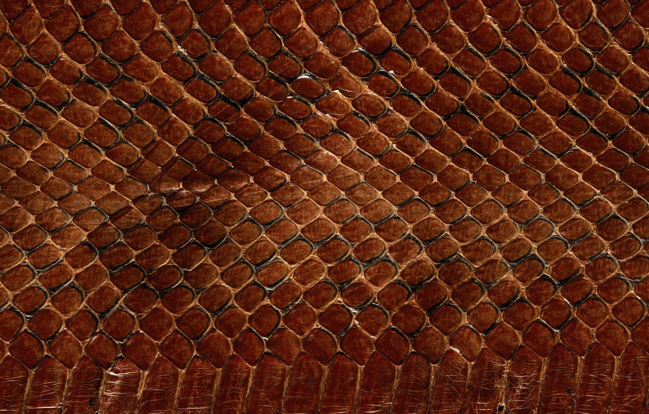 Wallpaper texture, leather, animal texture, background desktop, the scales of a snake image for desktop, section текстуры