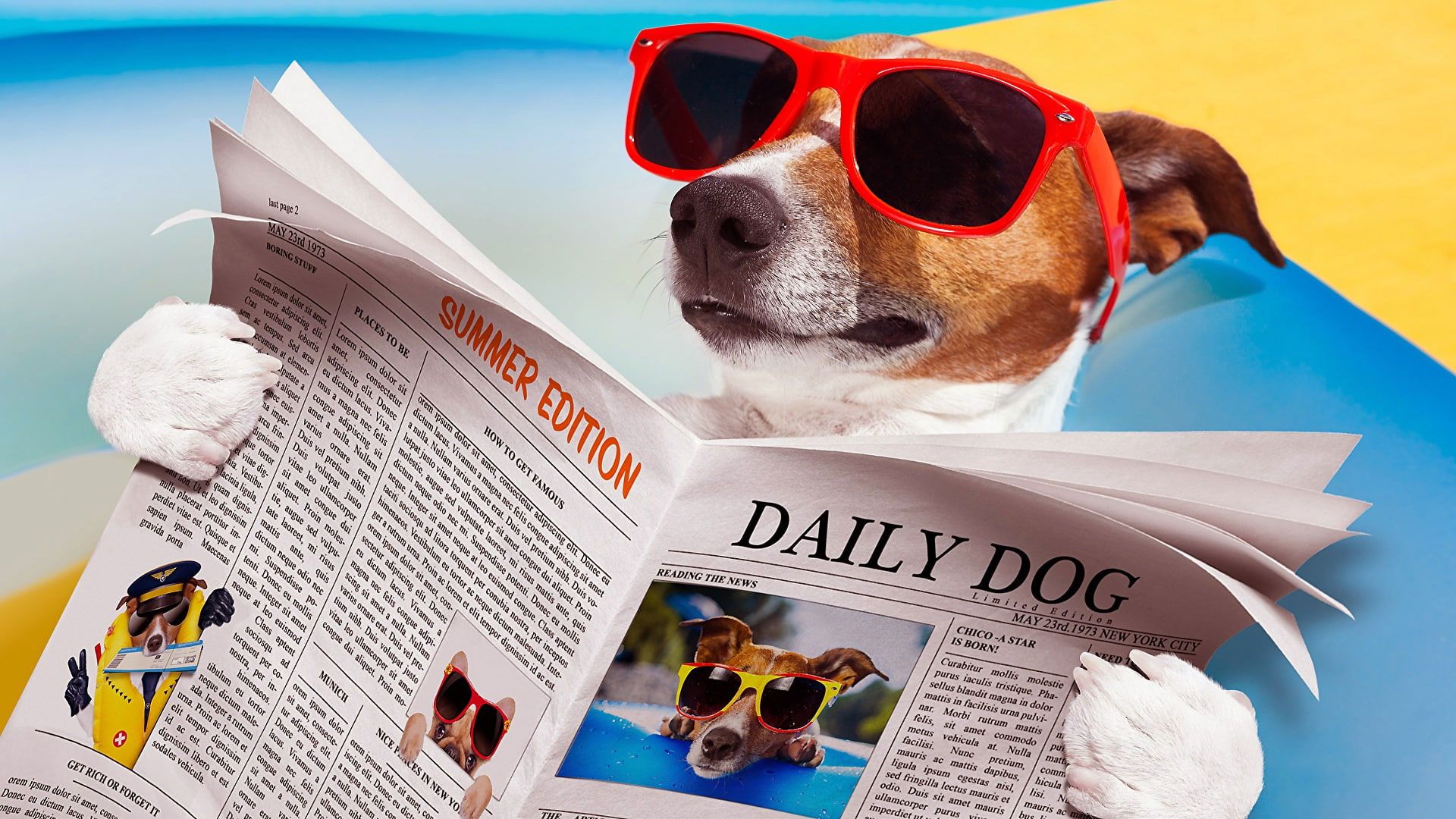 Eyewear dog wallpaper, sunglasses, funny, newspaper, dog reading, jack russel. Tabby kitten orange, Dog wallpaper, Funny dog picture