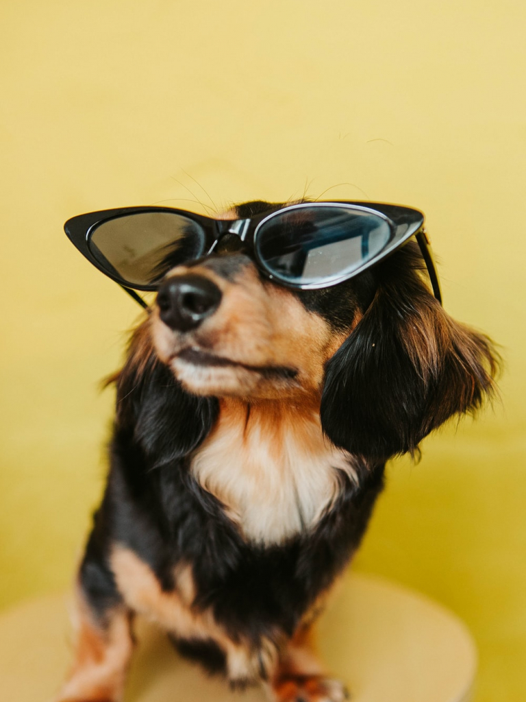 Dogs With Glasses Wallpapers Wallpaper Cave