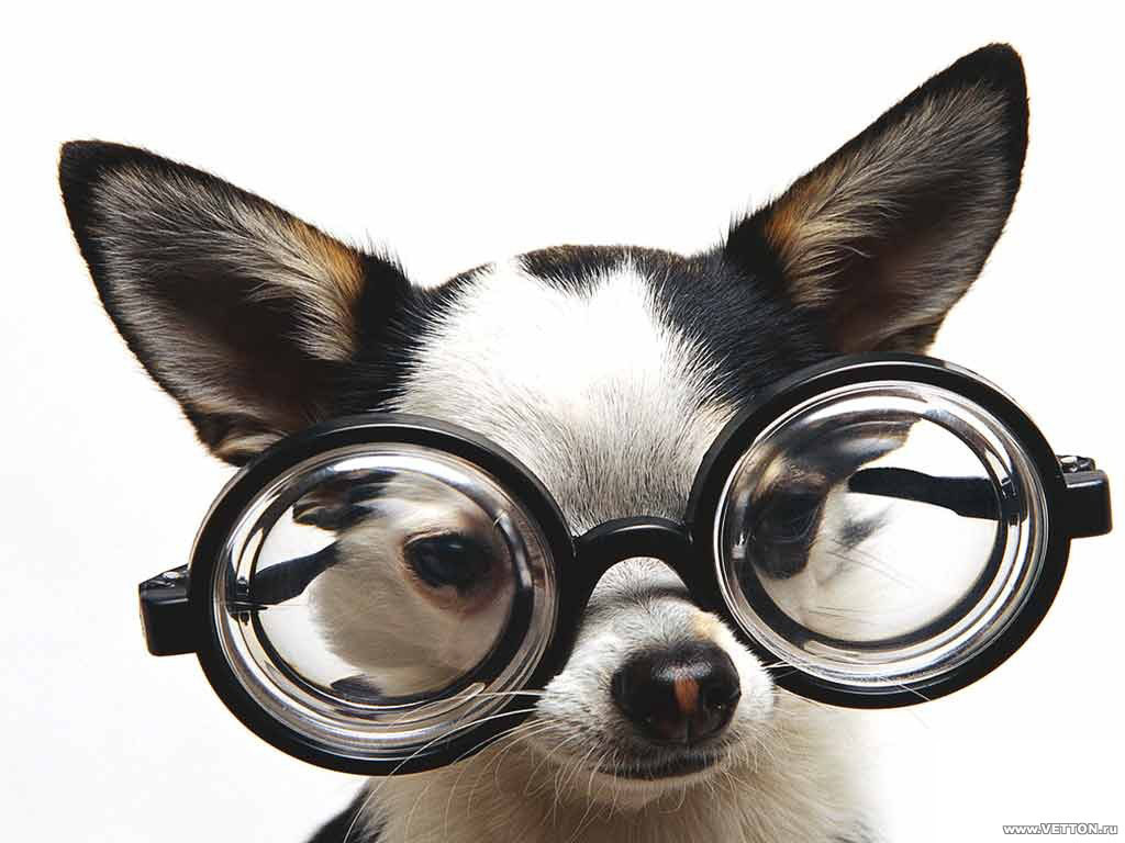 Chihuahua in Glasses Humor Wallpaper
