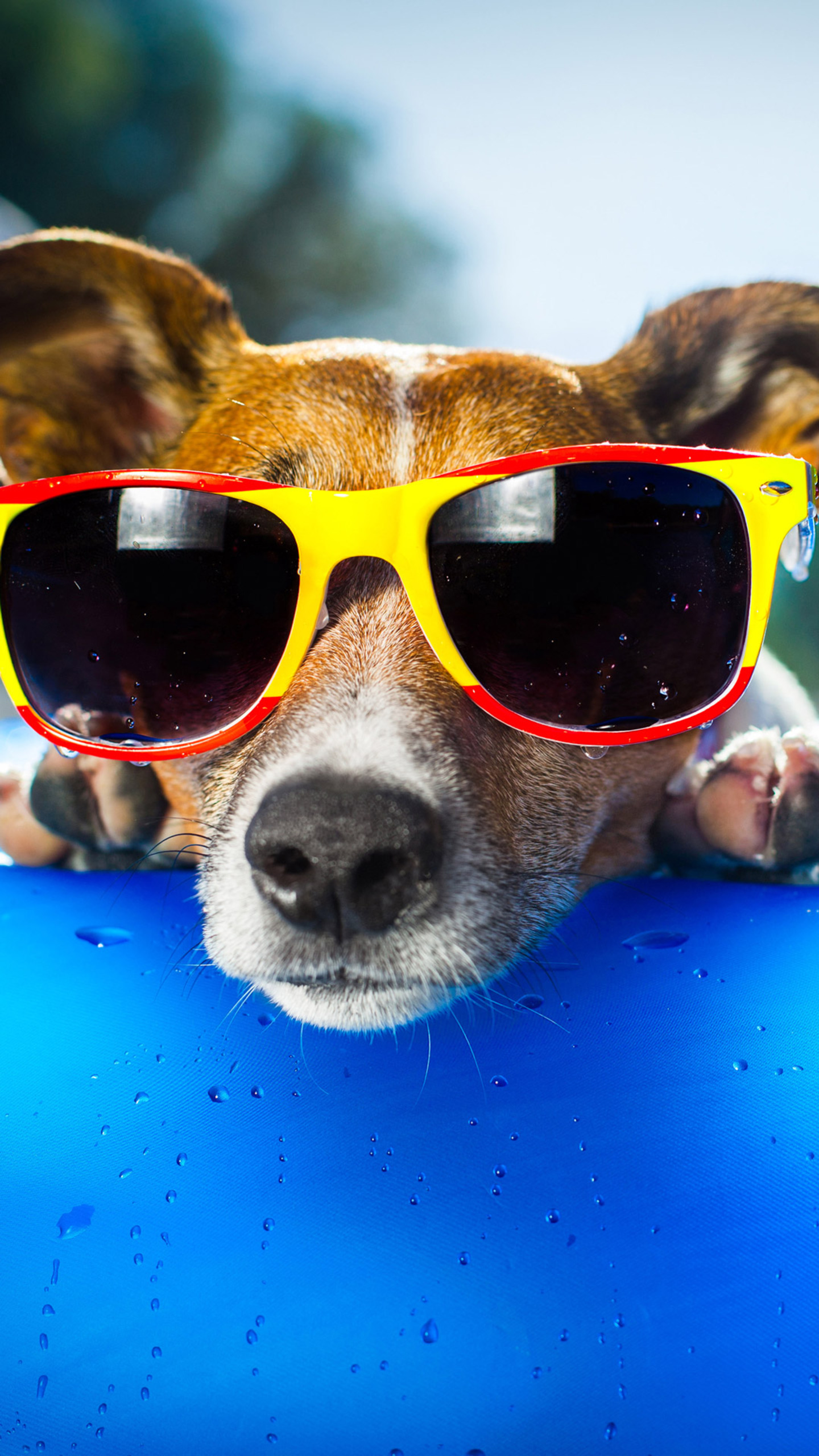 Dog Wearing Sunglasses Samsung Galaxy S6, S7 , Google Pixel XL , Nexus 6, 6P , LG G5 HD 4k Wallpaper, Image, Background, Photo and Picture