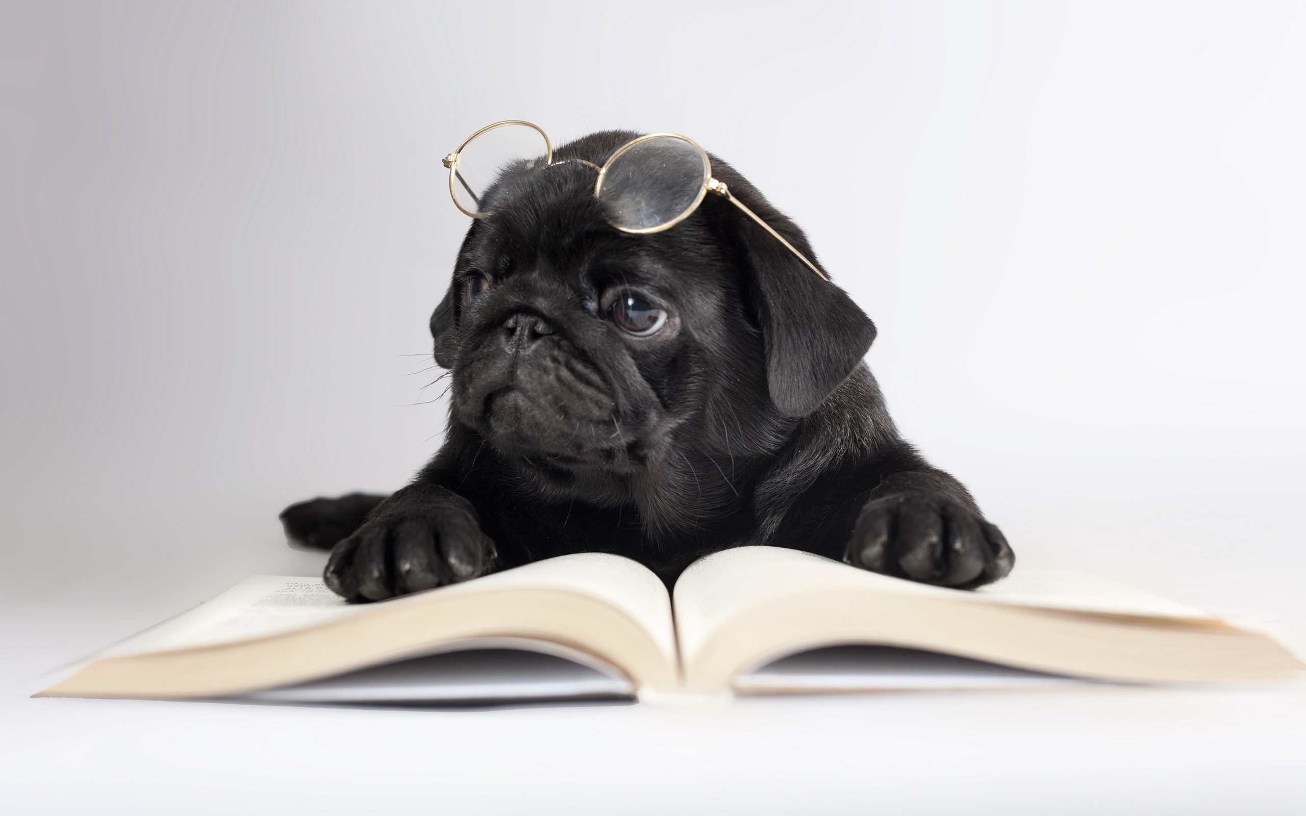 Dogs Black Pug Glasses Book Animals humor puppy wallpaperx1600