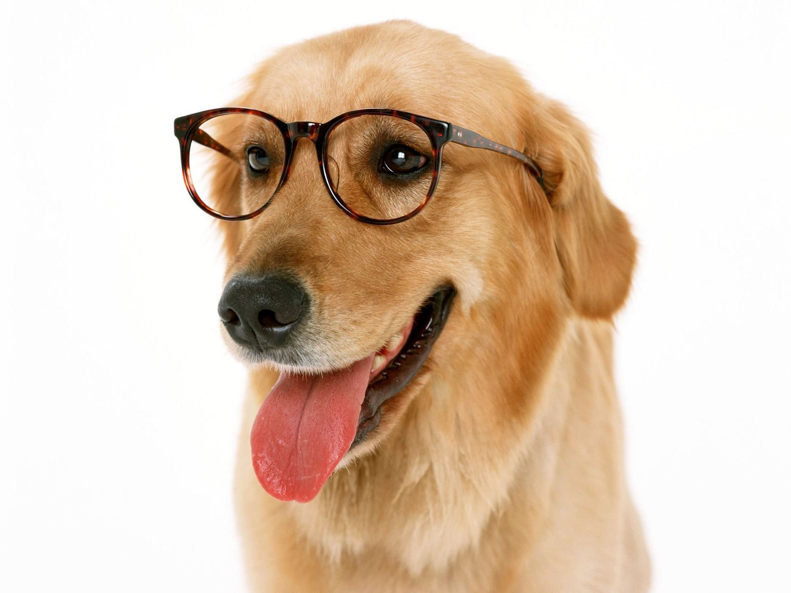 Dog with Glasses Wallpaper